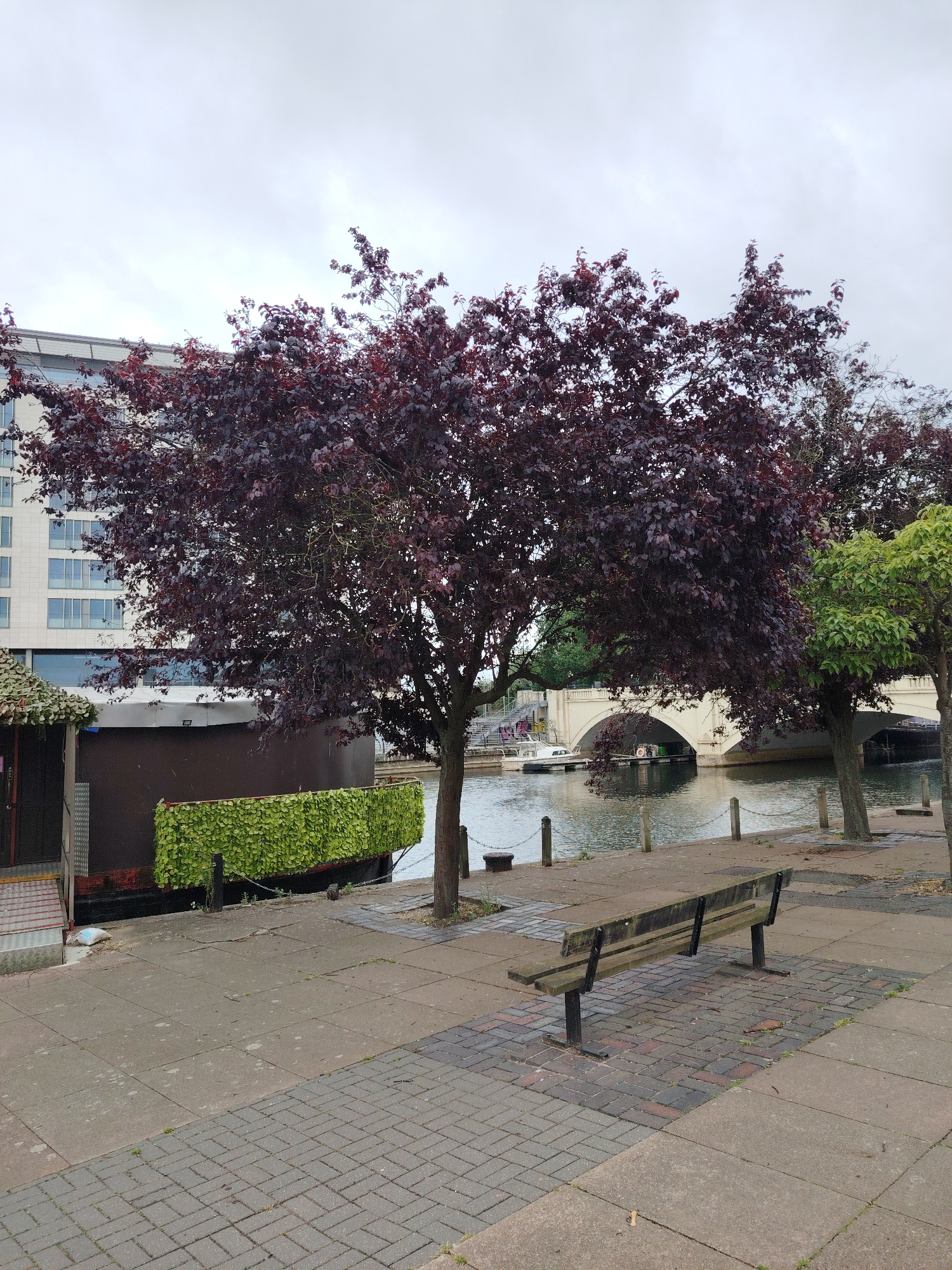 The image displays a static urban riverside scene in Peterborough, United Kingdom, captured under an overcast sky. In the immediate foreground, a weathered wooden bench with black metal supports is positioned on a paved area composed of rectangular reddish-brown and grey brick pavers, which transitions into larger, irregular grey concrete slabs.
A wide paved walkway extends along the riverbank towards the midground. To the left, a substantial tree with dense, dark red/purple foliage occupies a central position, partially obscuring a modern, multi-story building with numerous rectangular windows in the background. To the right of this prominent tree, a smaller tree with vibrant green leaves is partially visible. Along the river's edge, dark metal bollards connected by chains are spaced at intervals.
Moored on the left bank is a long, dark brown, barge-like structure, featuring a facade of dense green artificial foliage along its visible side. An entrance with metal steps is present at the structure's left end. The river, exhibiting subtle ripples and reflecting the overcast sky, flows towards the right. Spanning the river in the background is a light-colored, multi-arched bridge, identifiable as Town Bridge, characteristic of the Embankment area along the River Nene in Peterborough. Small boats are partially visible moored near the bridge's far bank, where a set of concrete steps descends to the water. The sky above is uniformly light grey, indicative of complete cloud cover. No individuals are present in the scene.