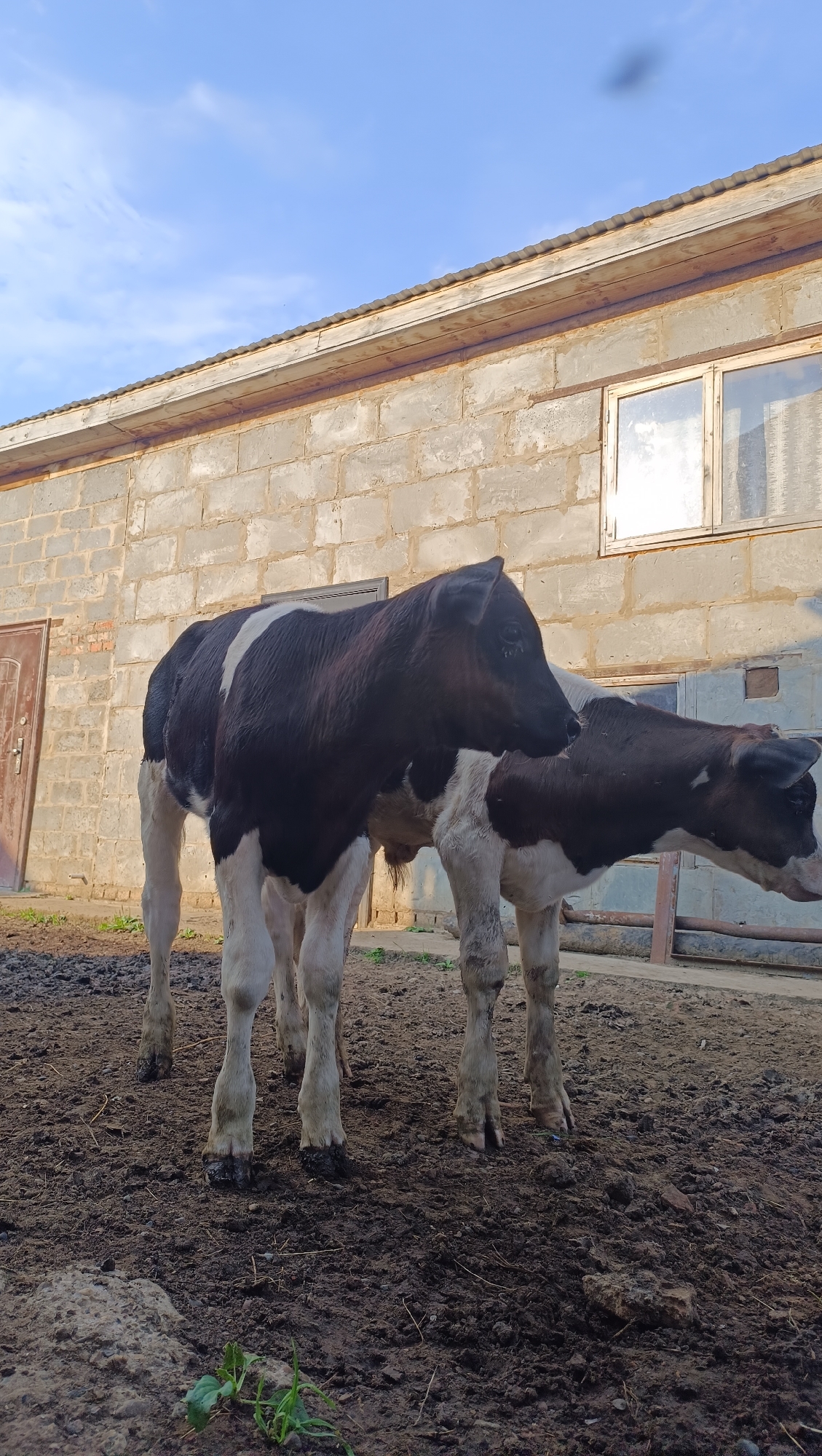 The image depicts two young Holstein cows standing in a muddy enclosure in front of a cinder block building. The cow in the foreground is black and white, with a white stripe across its back. The second cow, partially obscured, is also black and white. The building appears to be a barn or storage facility, with two windows and a door visible. The ground is covered in dirt and mud, with some sparse green vegetation. The sky is blue with scattered clouds. The scene is likely a rural or agricultural setting, possibly a farm. The location of Karsha, Russia is not explicitly visible or inferable from the image.