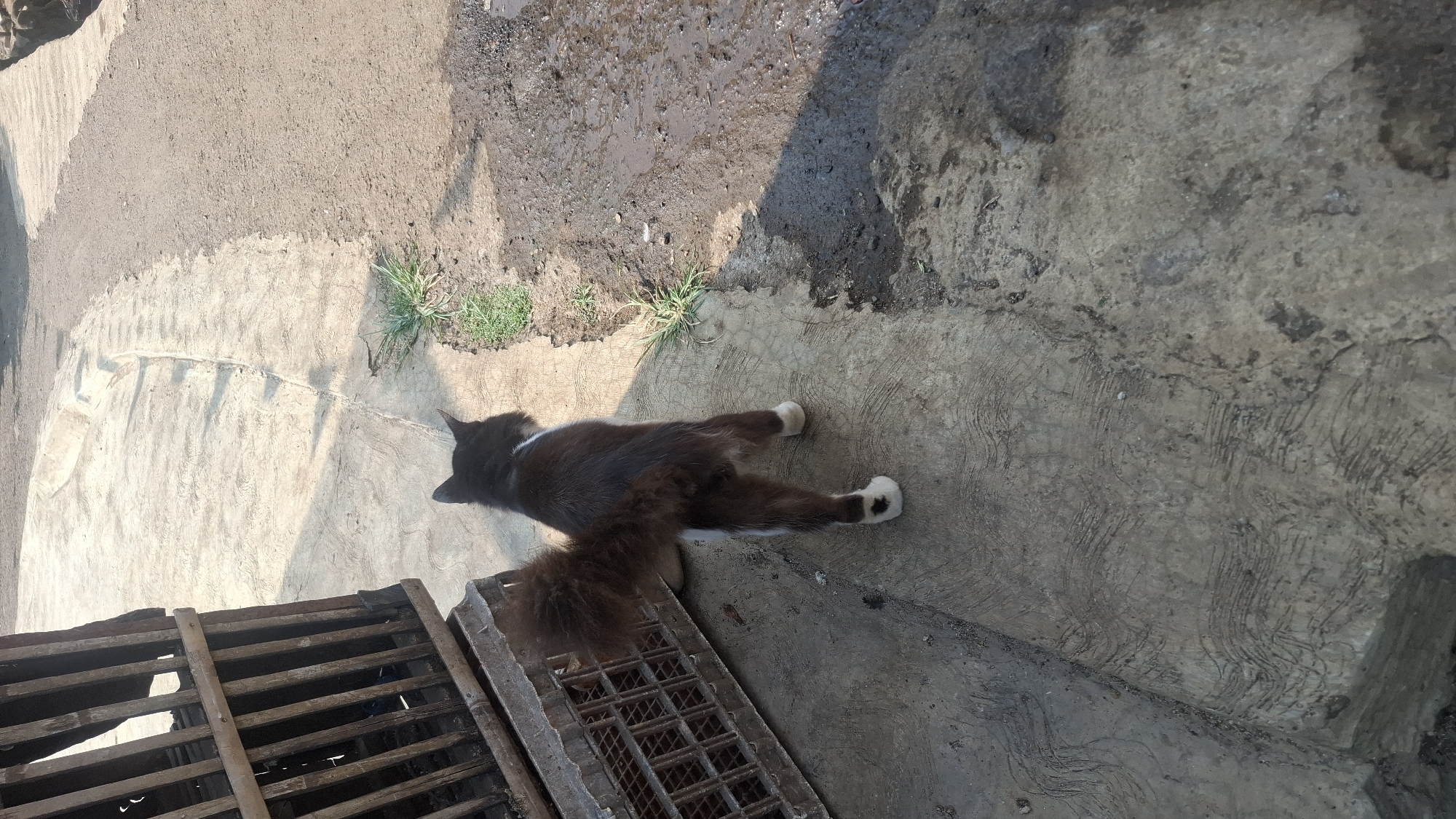 A black and white cat stands on a concrete surface outdoors. The cat is facing away from the camera, its tail is bushy and extends to the left. The cat has white paws. To the left of the cat is a wooden and metal cage. The concrete surface appears to be a pathway with a raised border. To the right of the pathway, the ground transitions to a dirt and muddy surface. Some green grass is visible growing along the edge of the concrete pathway. The scene is illuminated by sunlight, casting shadows on the ground. The location is Rahong, Indonesia.