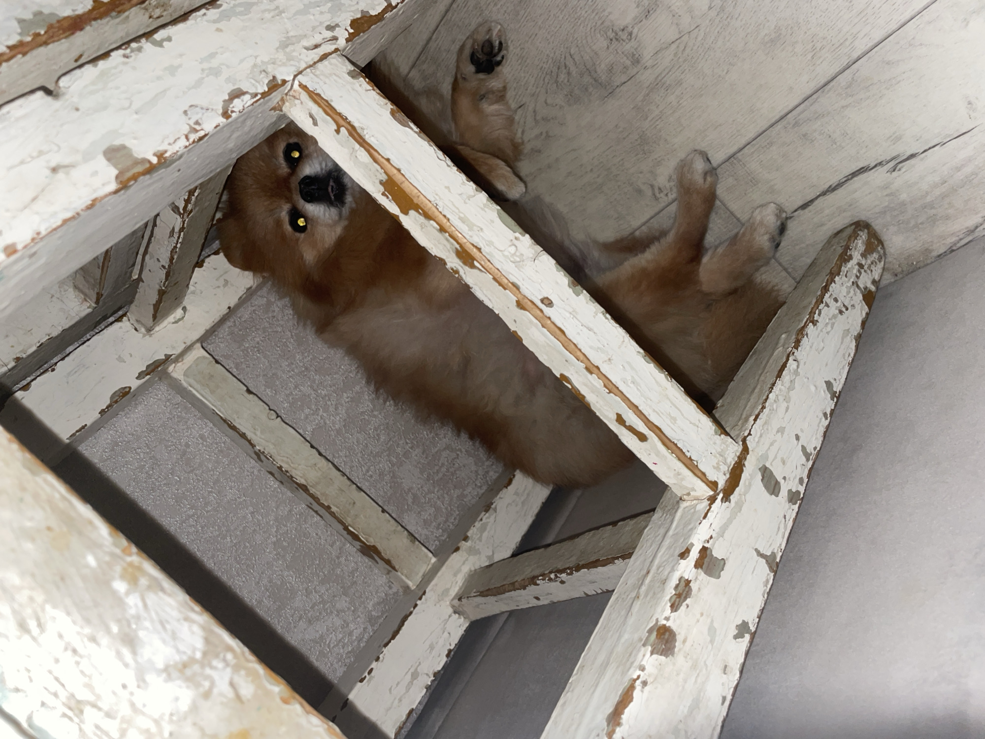 A medium-sized, orange-brown dog is partially wedged within the frame of a distressed, white-painted wooden structure, possibly a chair or a table. The dog's head is visible, with two yellow eyes looking upwards towards the camera, partially obscured by the frame. Its body extends diagonally through the frame, with its paws resting on a light grey wood-patterned floor. The wooden structure is heavily textured with peeling white paint revealing brown underneath. The background consists of the same light grey wood-patterned flooring. The scene appears to be indoors. No specific location can be identified in the city of Perm, Russia.