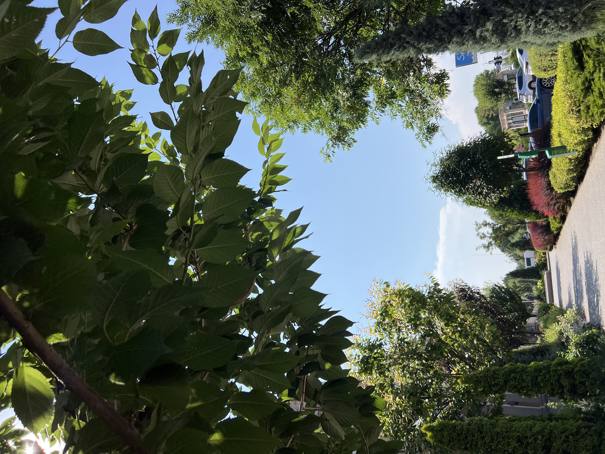 The image shows a pathway lined with manicured bushes and trees, with a bright blue sky overhead. The pathway appears to be made of paving stones and curves to the right, disappearing into the distance. On the left side of the path, there are several conical evergreen trees and a low hedge. Further down the path, there are more trees with lush green foliage and some shrubs with red leaves. On the right side of the path, there are more evergreen trees, including a tall, slender one in the foreground. Beyond the trees, there are cars parked along the side of the road, suggesting an urban or suburban setting. A blue sign with white lettering is partially visible in the distance. The overall impression is one of a well-maintained public space, likely a park or a street with extensive landscaping. The presence of trees, bushes, and a pathway indicates a natural or semi-natural environment within a developed area.