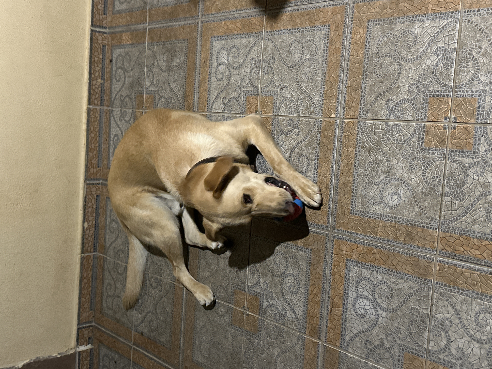 A light brown dog lies on a tiled floor, resting its head on its paws and looking at a toy ball in its mouth. The dog is wearing a black collar. The floor tiles are square with a patterned surface. The wall behind the dog is painted a light yellow and is slightly damaged at the top. The lighting is dim, creating shadows on the floor. There is no indication of the city of Sochi, Russia, in the image.