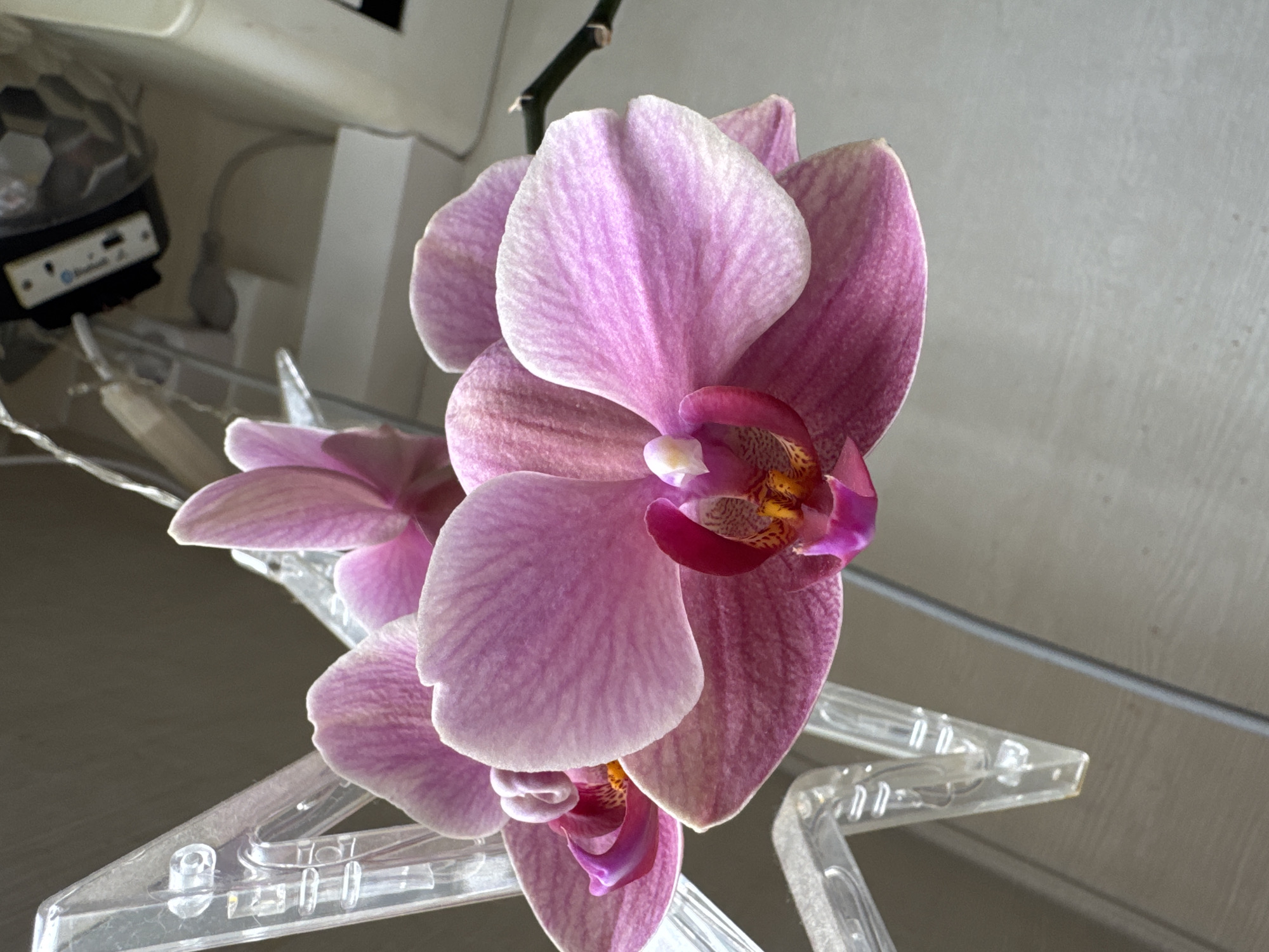 The image shows a close-up of a pink orchid flower in bloom. The flower has multiple petals with a textured surface, and a complex center with darker pink and yellow markings. The flower is supported by a clear plastic stand or holder. The background is a blurred combination of light-colored walls and a glimpse of a small, possibly electronic device with visible ports and buttons. There are also thin white cords or lights visible in the background. The image does not provide enough detail to determine the location as Chaikovsky, Russia, or to provide any forensic details about people, actions, or interactions.