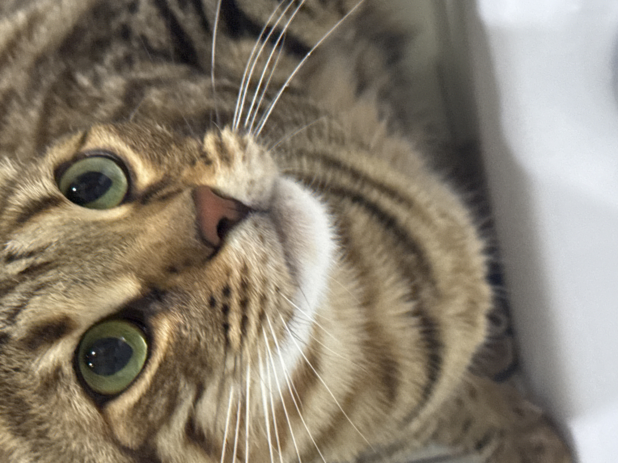 Close-up, tilted view of a brown tabby cat with green eyes. The cat is looking upwards with visible whiskers. The background is indistinct. There is no evidence to suggest this image was taken in Votkinsk, Russia.