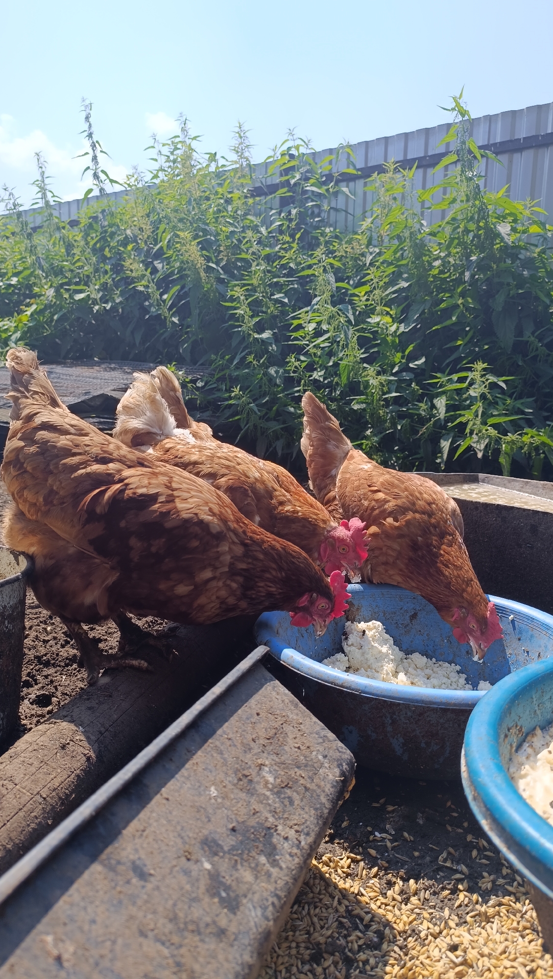 In the city of Karsha, Russia, under a clear blue sky, a group of four brown hens are gathered around a blue plastic basin filled with a white, granular feed. The hens are pecking at the feed, their red combs and wattles visible. They are positioned on dirt ground, with some scattered grain around them. To the left, a weathered, dark metal trough is visible, also on the dirt. Behind the hens and the feeding area, a tall, green, leafy plant is growing, with a light-colored metal fence in the background. The scene appears to be an outdoor enclosure for poultry.