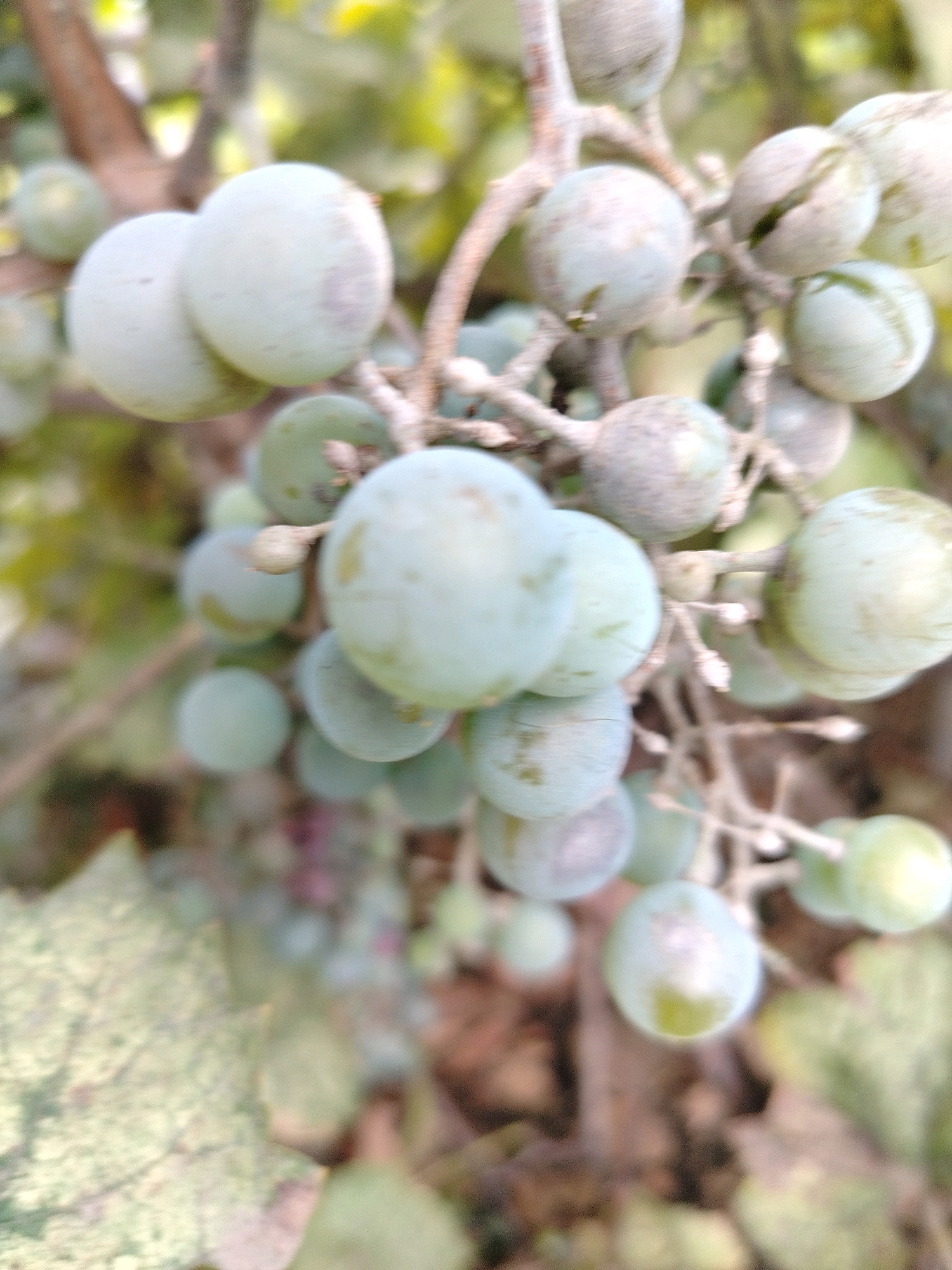 A cluster of unripe, pale green grapes hangs from a vine, some partially obscured by foliage. The grapes are round to oval in shape, with a dusty bloom on their surfaces. They are attached to thin, woody stems, and the cluster is partially visible against a blurred background of green leaves and brown branches. The image appears to be taken outdoors, likely in a vineyard or garden. The exact location in Pregradnoye, Russia cannot be determined from the image alone.