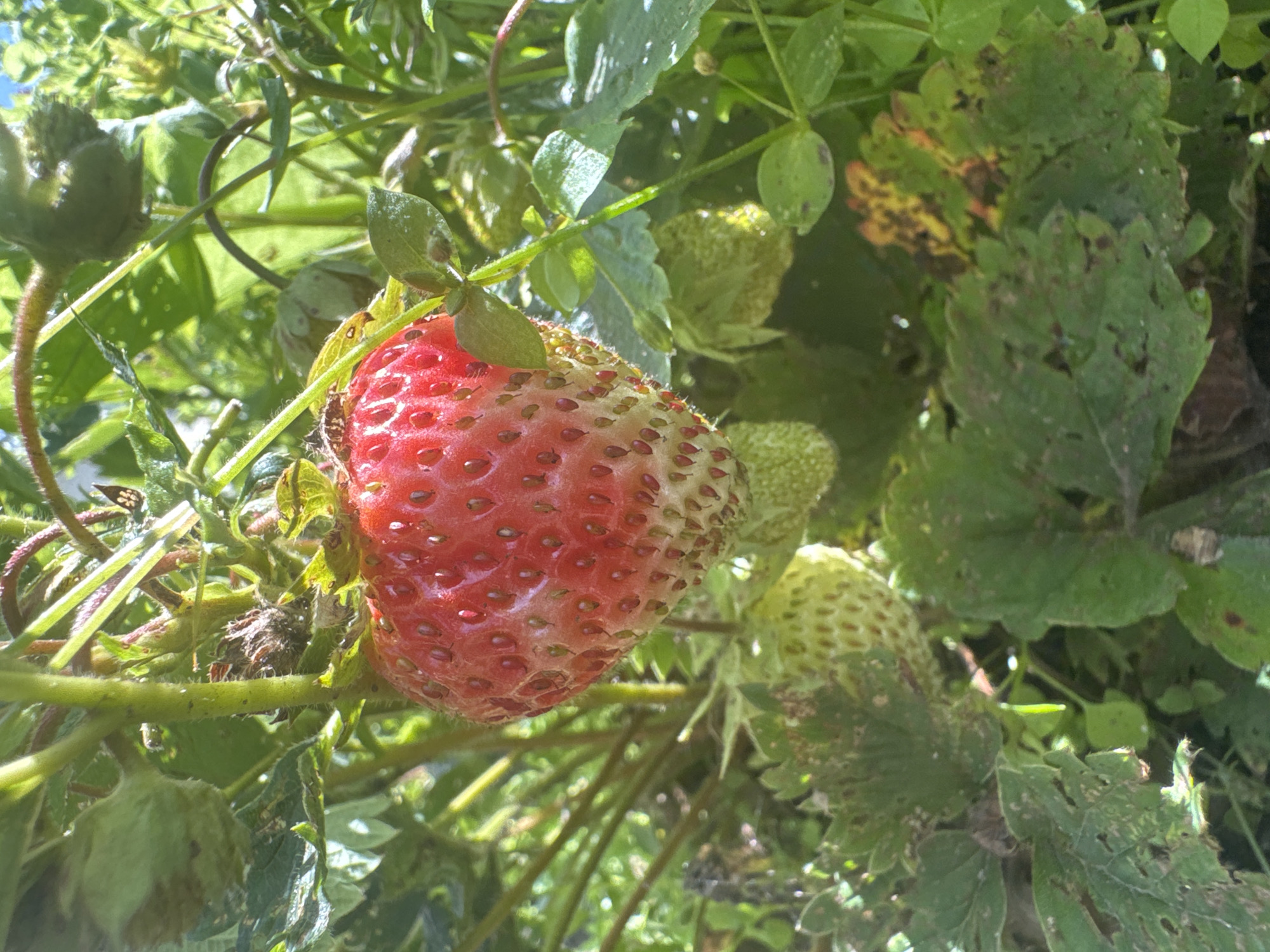 The image shows a close-up view of a ripe strawberry plant in the sun. A single, large, red strawberry with visible seeds is prominent in the center, hanging from a stem. The strawberry is partially surrounded by green leaves, some of which show signs of browning or decay. Several unripe, green strawberries are also visible in the background, along with dense green foliage and thin, reddish stems, suggesting a natural, outdoor environment. The lighting indicates it is daytime, with sunlight filtering through the leaves. The location is identified as Кашино, Russia. There are no people or animals present in the image.