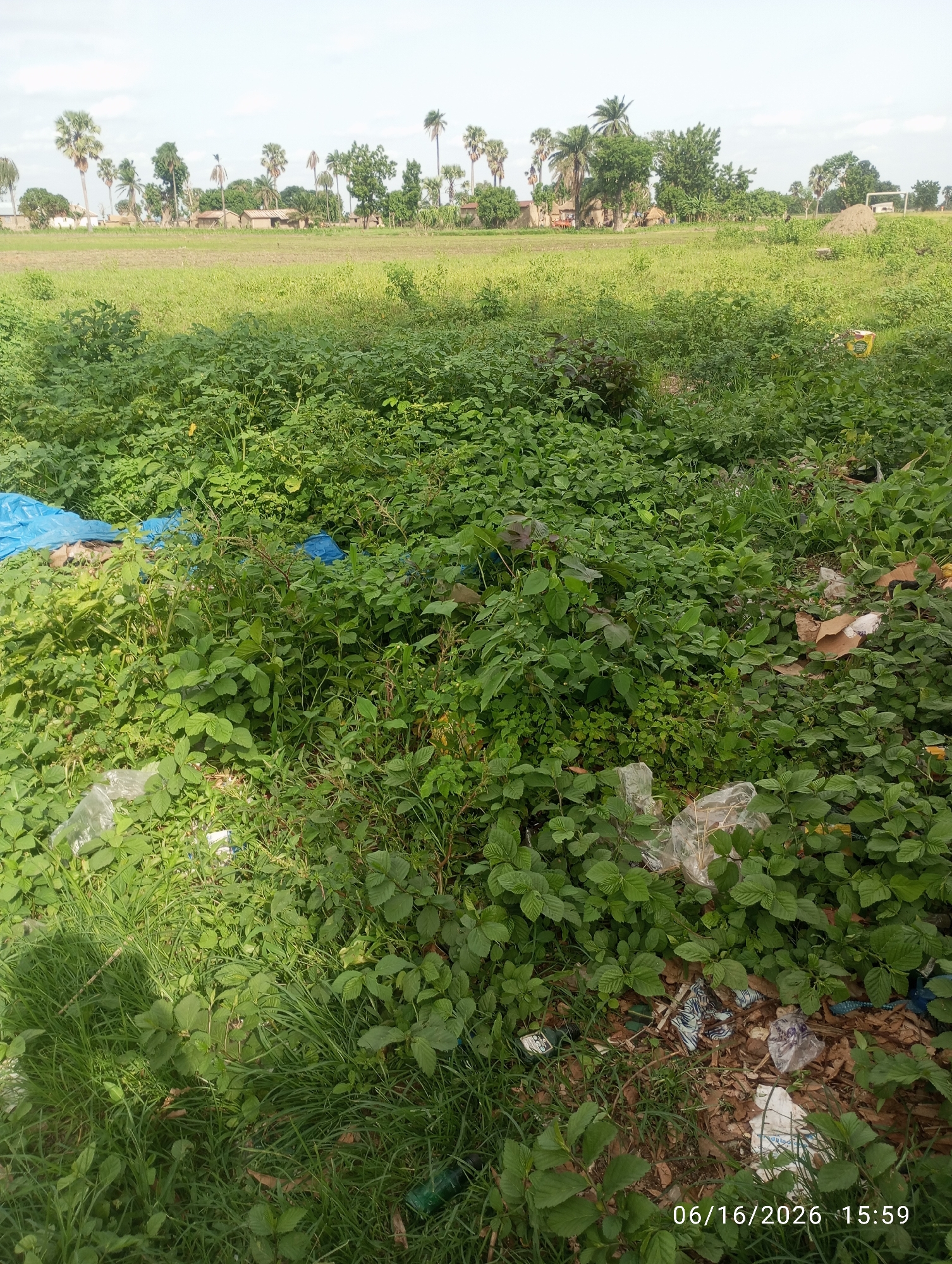 This image depicts an outdoor scene with abundant green vegetation, including bushes and tall grass. In the background, a few small buildings and palm trees are visible, suggesting a rural or semi-rural setting. Several pieces of trash, including blue plastic bags, white plastic debris, and what appears to be discarded fabric, are scattered amongst the plants. The sky is overcast. The timestamp "06/16/2026 15:59" is superimposed on the lower right corner of the image. The scene suggests an area that is not well-maintained, with evidence of littering.