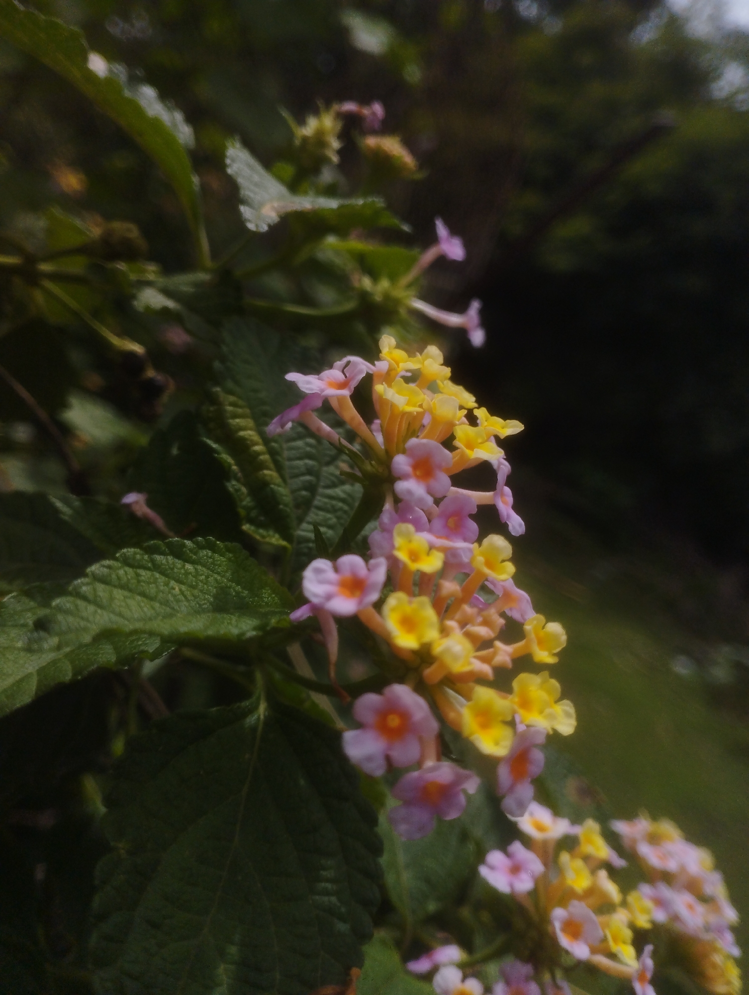 The image shows a cluster of Lantana flowers in bloom. The flowers are a mix of yellow and pinkish-purple hues, with small, individual florets forming a larger bloom head. The flowers are attached to thin, delicate stems. Dark green leaves are visible, some in focus and some blurred in the background. The background is a dark, out-of-focus blend of greens and blacks, suggesting a natural setting with foliage. The lighting appears to be natural daylight, with some areas of shadow and highlight on the flowers and leaves. The image is taken from a low angle, looking upwards towards the flowers and foliage. The specific location in Jos, Nigeria, is not discernible from the image itself, as it depicts a close-up of flora common to many regions. No people, actions, or interactions are visible.