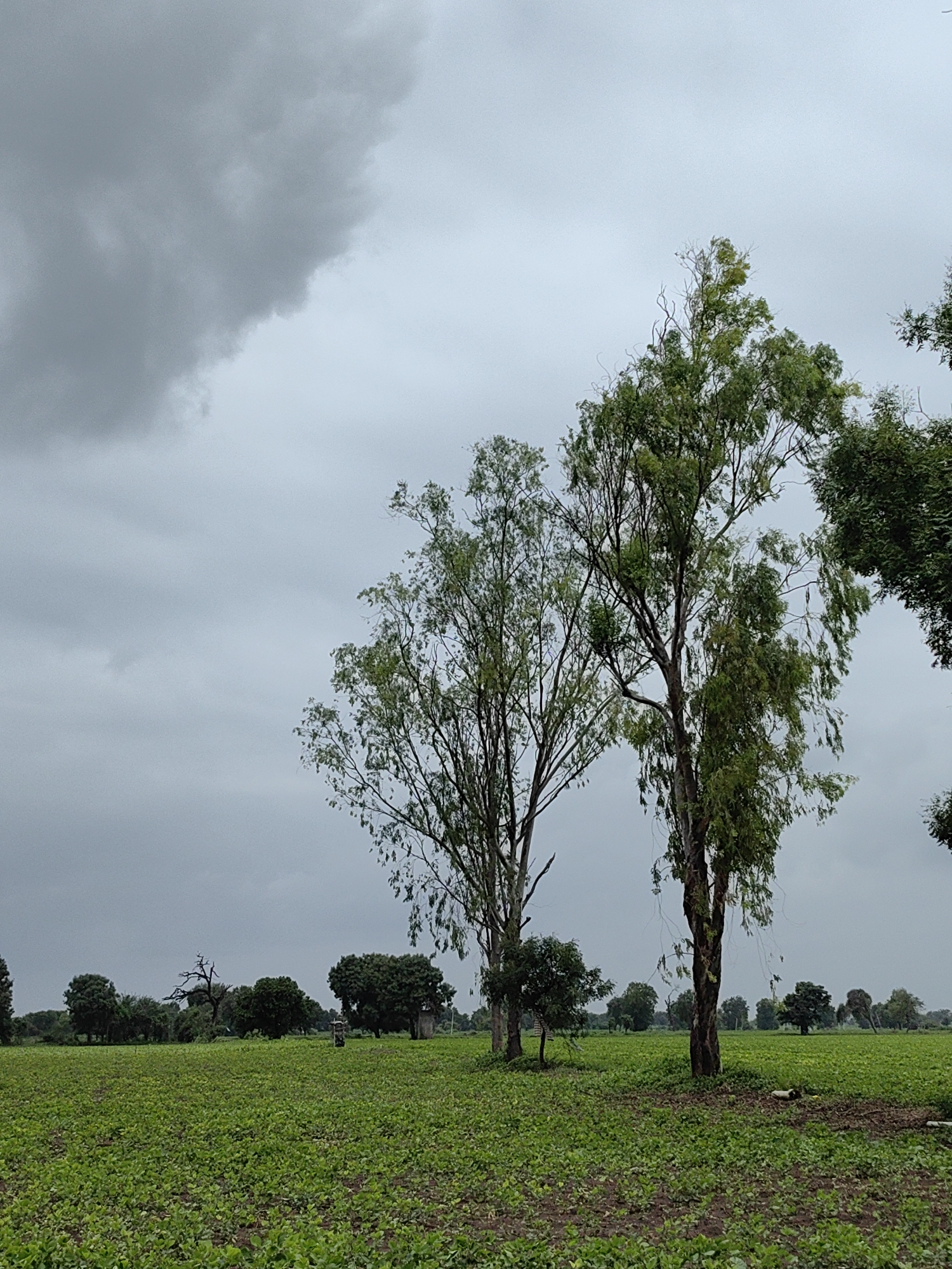 The image depicts an overcast rural scene in Mhaiswadi, India. In the foreground, a vast, low-lying green crop stretches across the landscape. Two tall, slender trees with dense green foliage dominate the mid-ground, positioned slightly to the right of center. To the left, another similarly tall tree is visible. The background features a line of various trees and vegetation, with a solitary small structure or shed partially obscured by foliage. The sky is filled with heavy, dark gray clouds, suggesting impending rain or a storm. There are no visible people or animals in the frame. The overall impression is one of a damp, agricultural environment under a gloomy sky.