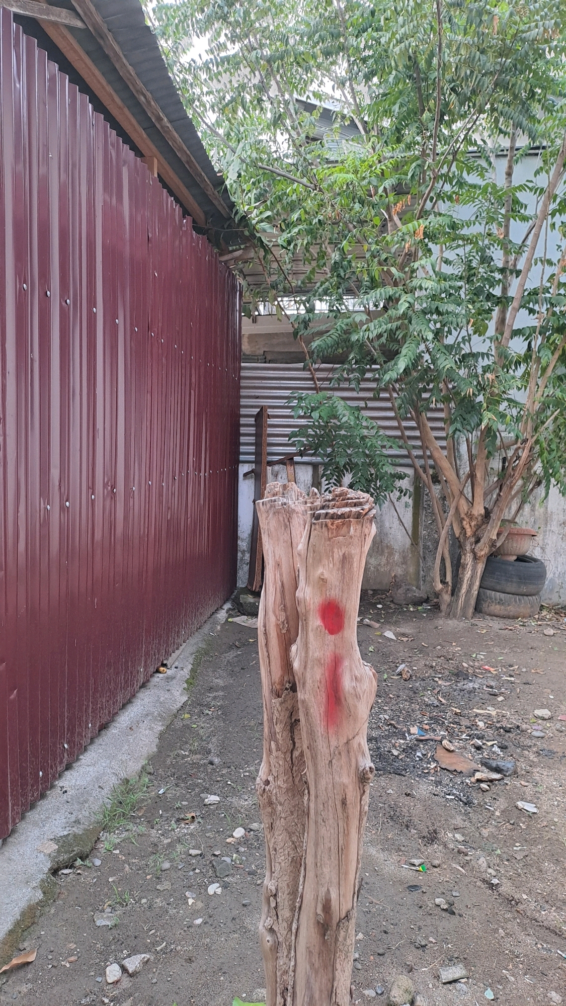 The image depicts an outdoor scene in Julicotmeurak, Indonesia, showing a weathered wooden stump in the foreground. The stump has a red mark on its surface and appears to be positioned in a backyard or yard area. To the left, a tall, dark red corrugated metal fence runs along the side of the frame. Behind the stump and to the right, a tree with green foliage grows, and a grey concrete wall is visible. The ground is covered with dirt, small stones, and some scattered debris. In the background, more corrugated metal sheeting and a section of a roof are present. The lighting suggests it is daytime. There are no people or animals visible in the image.
