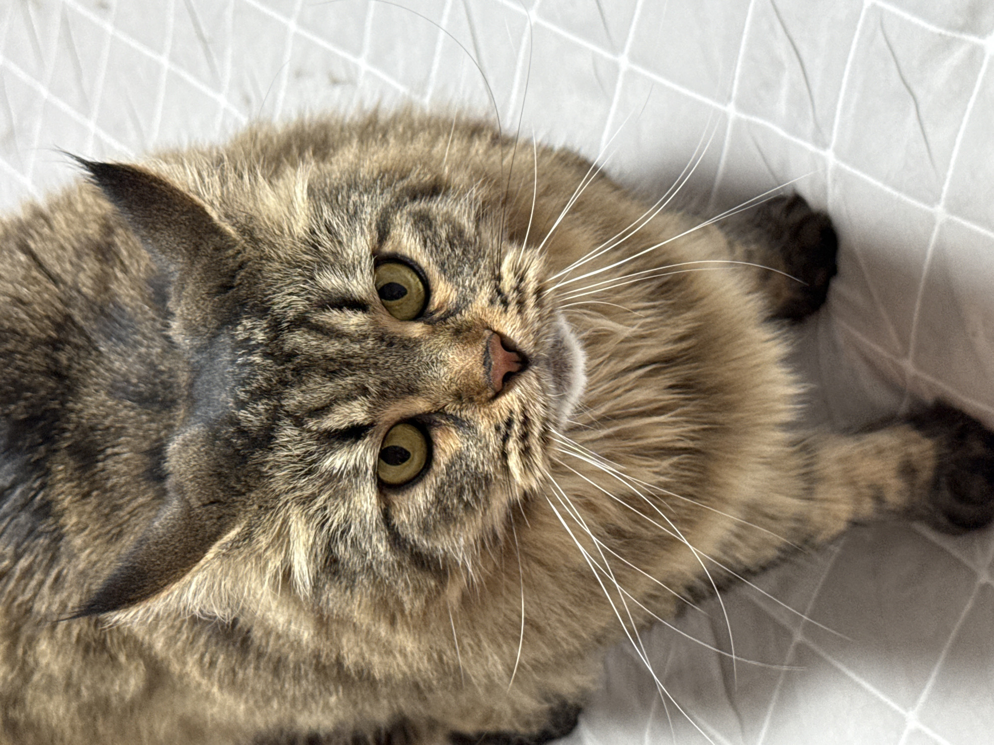 A tan and brown tabby cat with long white whiskers is lying on a white surface with a grid pattern. The cat is facing upwards with its head tilted to the left. The cat has yellow eyes and a pink nose. The cat's ears are pointed, and it has one paw visible on the right side of the image. The background is blurred. There is no indication that this image was taken in Izhevsk, Russia.