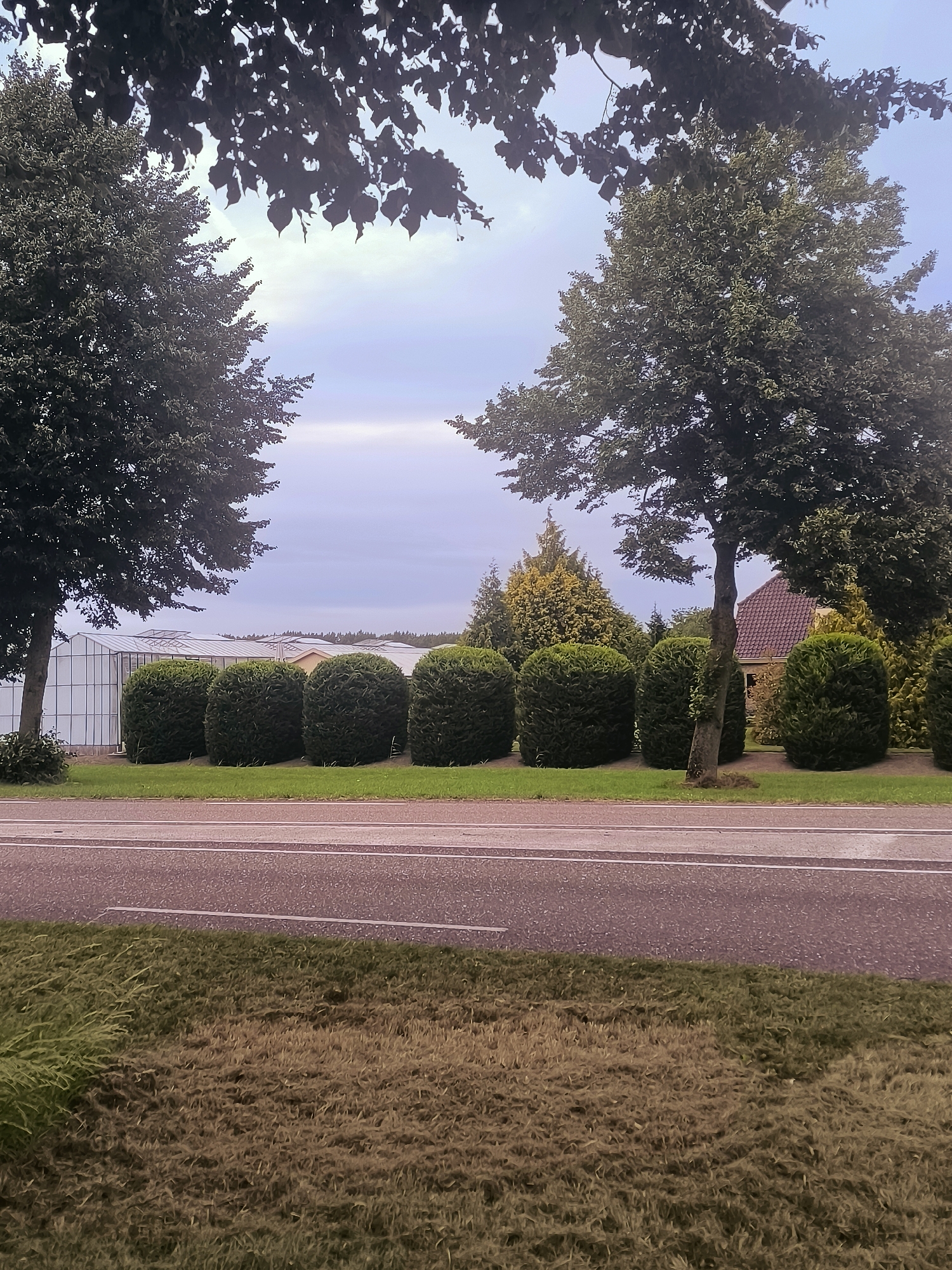 The image depicts a roadside scene in Almere, Netherlands. In the foreground, a paved road with white lane markings runs horizontally across the frame. To the left of the road, a strip of brown, dry grass is visible. To the right of the road, a well-maintained grassy area borders a row of neatly trimmed, rounded green hedges. Behind the hedges, there are several greenhouses with translucent roofs, suggesting a horticultural or agricultural setting. Further back, more trees and a building with a red tiled roof are visible. The sky is overcast with muted tones of blue and grey, and the overall lighting suggests either early morning or late afternoon. The scene is peaceful and orderly, with no people or animals present.