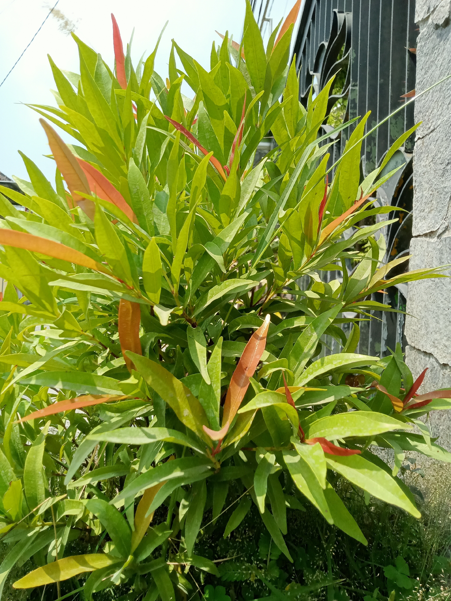In Simo, Indonesia, a close-up shot showcases a vibrant Syzygium oleana plant, commonly known as the Australian Rose Apple, thriving outdoors. The plant's new growth displays a striking spectrum of colors, ranging from bright red to reddish-brown, contrasting beautifully with the mature, lush green leaves. Behind the plant, a textured gray stone wall and a black wrought-iron fence create a rustic backdrop, suggesting the plant is situated in a garden or yard. The bright daylight illuminates the scene, casting subtle shadows and highlighting the plant's intricate details.