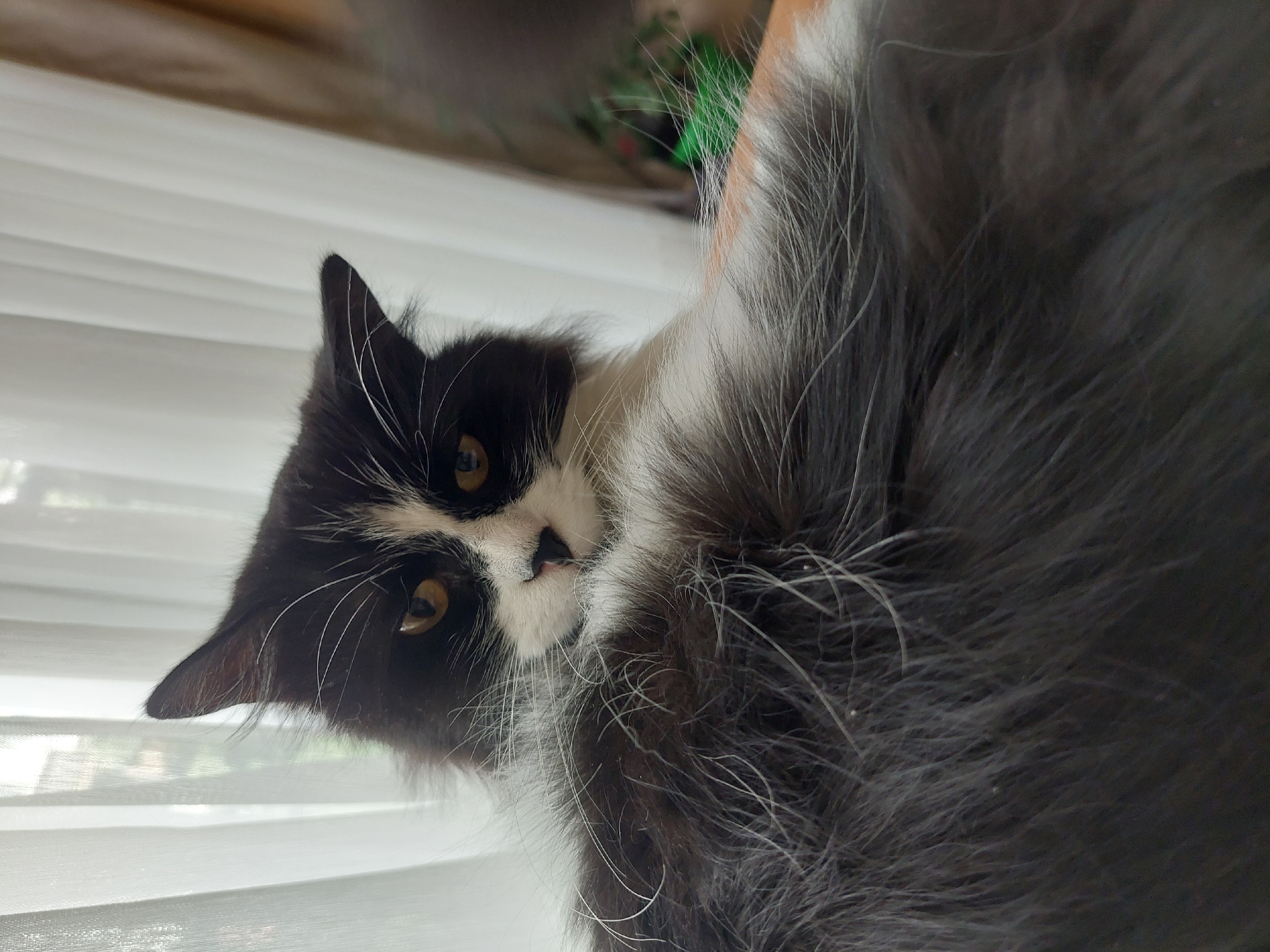 A black and white cat is lying down, with its head turned towards the camera. The cat is positioned near a window covered with white blinds. The exact location in Plovdiv, Bulgaria, is not discernible from the image.