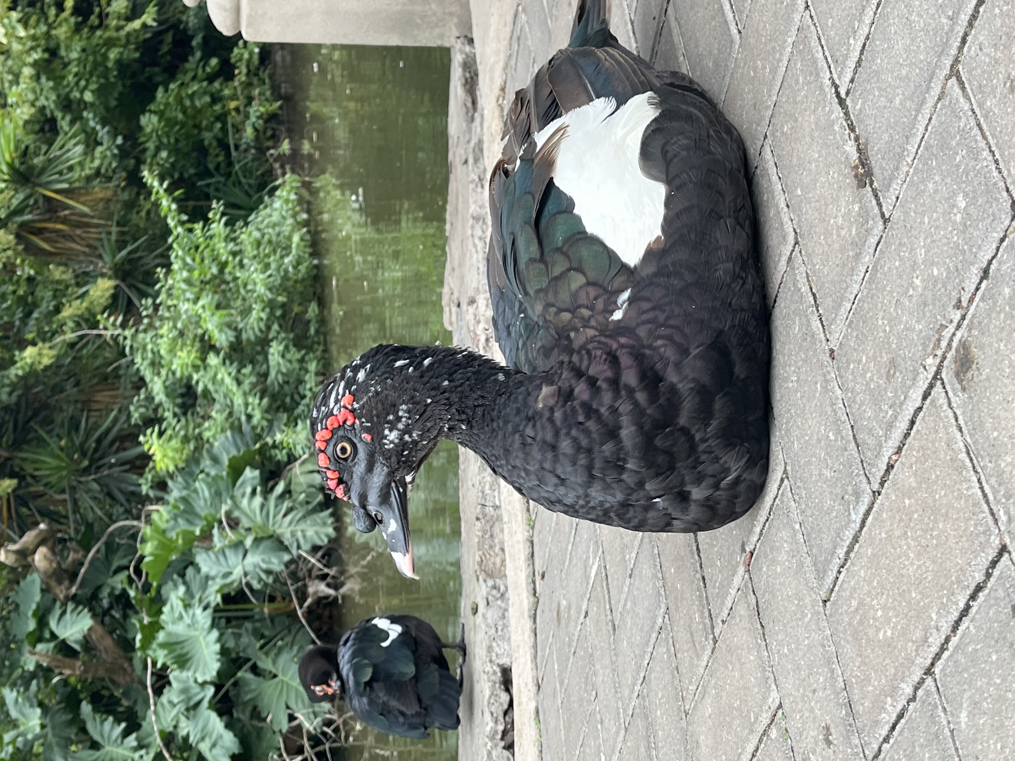 The scene depicts two Muscovy ducks (Cairina moschata) situated by a pond in the Jardín Botánico Carlos Thays, located in Palermo, Buenos Aires, Argentina. In the foreground, a dark-plumaged Muscovy duck rests on a surface of gray rectangular paving stones, occupying the lower right quadrant of the image. This duck exhibits predominantly black feathers with a visible white patch on its right flank, iridescent green-blue sheen on its wing feathers, and scattered white speckling on its body and head. Its face features distinctive red caruncles around yellow eyes and a pinkish-white bill. In the background, to the left, a second Muscovy duck, primarily black with a small white marking on its posterior, stands near the water's edge, facing away from the camera. A placid pond with a green tint occupies the midground. The background consists of dense, lush green foliage, including large-leafed tropical plants and trees. A light-colored, possibly stone, pillar or architectural element is partially visible on the extreme right edge of the frame.
