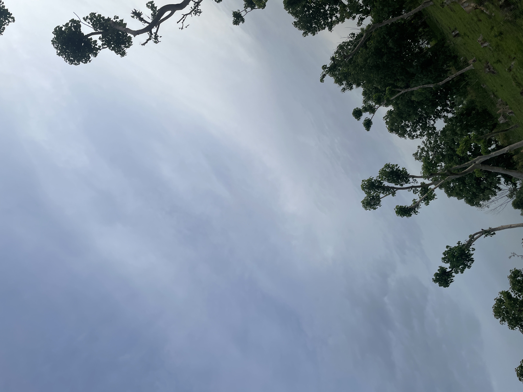 In Jauro Yinu, Nigeria, a cloudy sky looms over a grassy slope dotted with trees. The perspective is looking upwards, capturing the upper branches of several trees as they reach towards the overcast heavens. The trees, primarily deciduous with green foliage, are scattered across the frame, with some appearing more isolated and others forming a denser cluster in the background. The grass on the slope is a vibrant green, suggesting a natural, perhaps rural, environment. The overall mood is subdued due to the cloudy sky, creating a soft, diffused light.