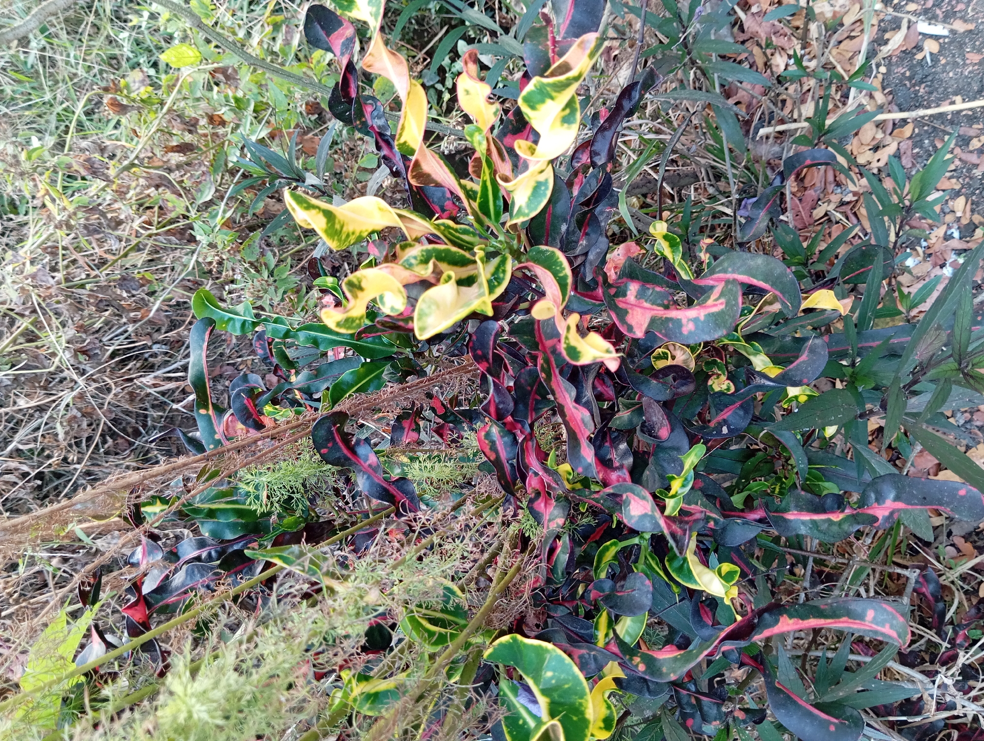 The image shows a close-up of a variegated Croton plant with dark green, red, and yellow leaves. The plant is growing outdoors amongst dry grass, brown leaves, and some lighter green, feathery foliage. The background is a blur of dried vegetation. The scene appears to be located in a natural or semi-natural outdoor environment, potentially a garden or undeveloped area within Ketanireng, Indonesia. There are no people or visible actions depicted in the image.