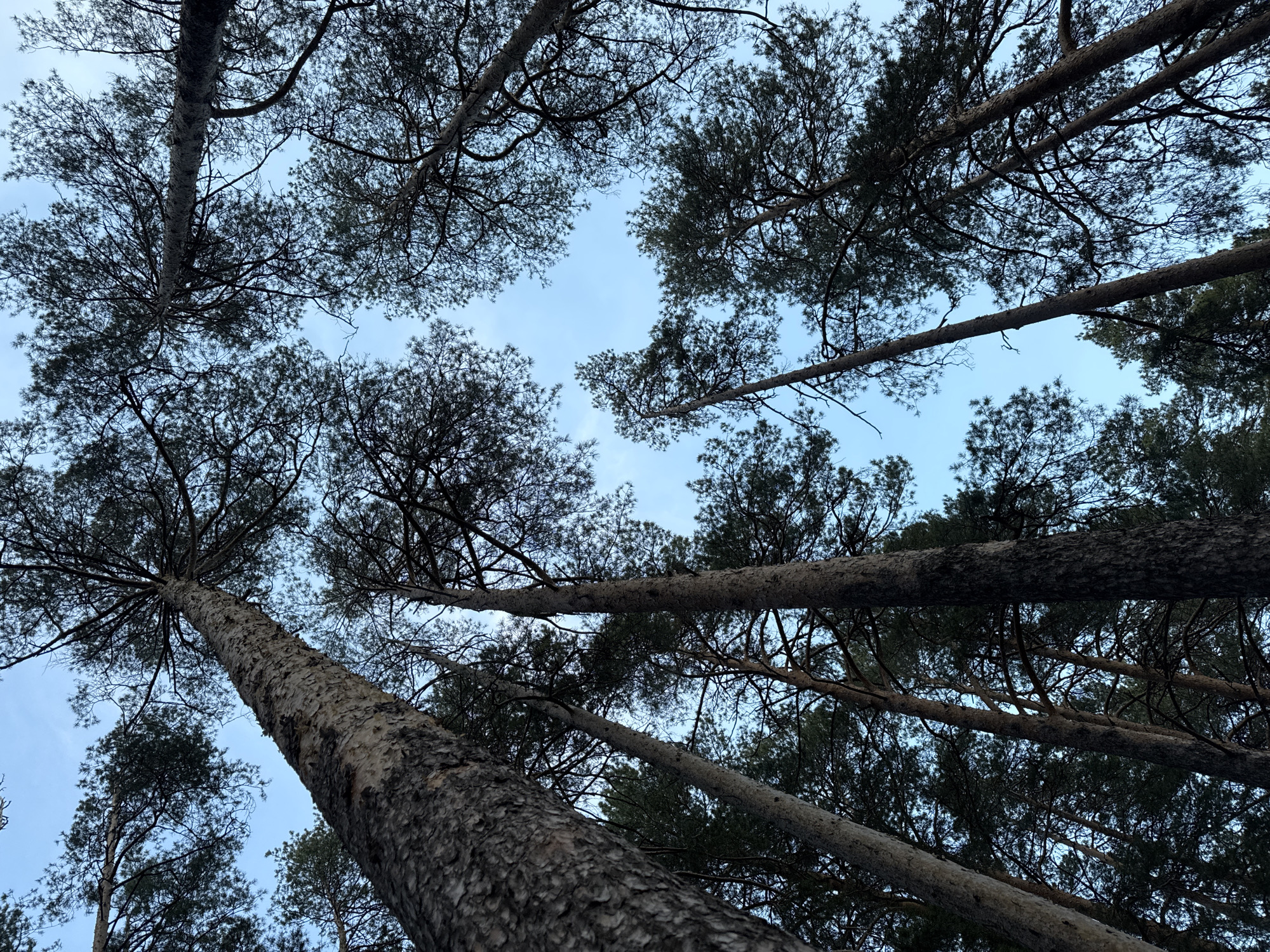The image shows a low-angle view looking up into a forest of pine trees. The trunks are visible, extending upwards towards a pale blue sky. The branches and foliage create a dense canopy overhead. The location is likely Izhevsk, Russia, although this cannot be definitively confirmed from the visual information. There are no people visible in the image. The image primarily features trees and sky. No actions or interactions are depicted, aside from the implied natural growth of the forest. The environment appears to be a natural woodland setting.