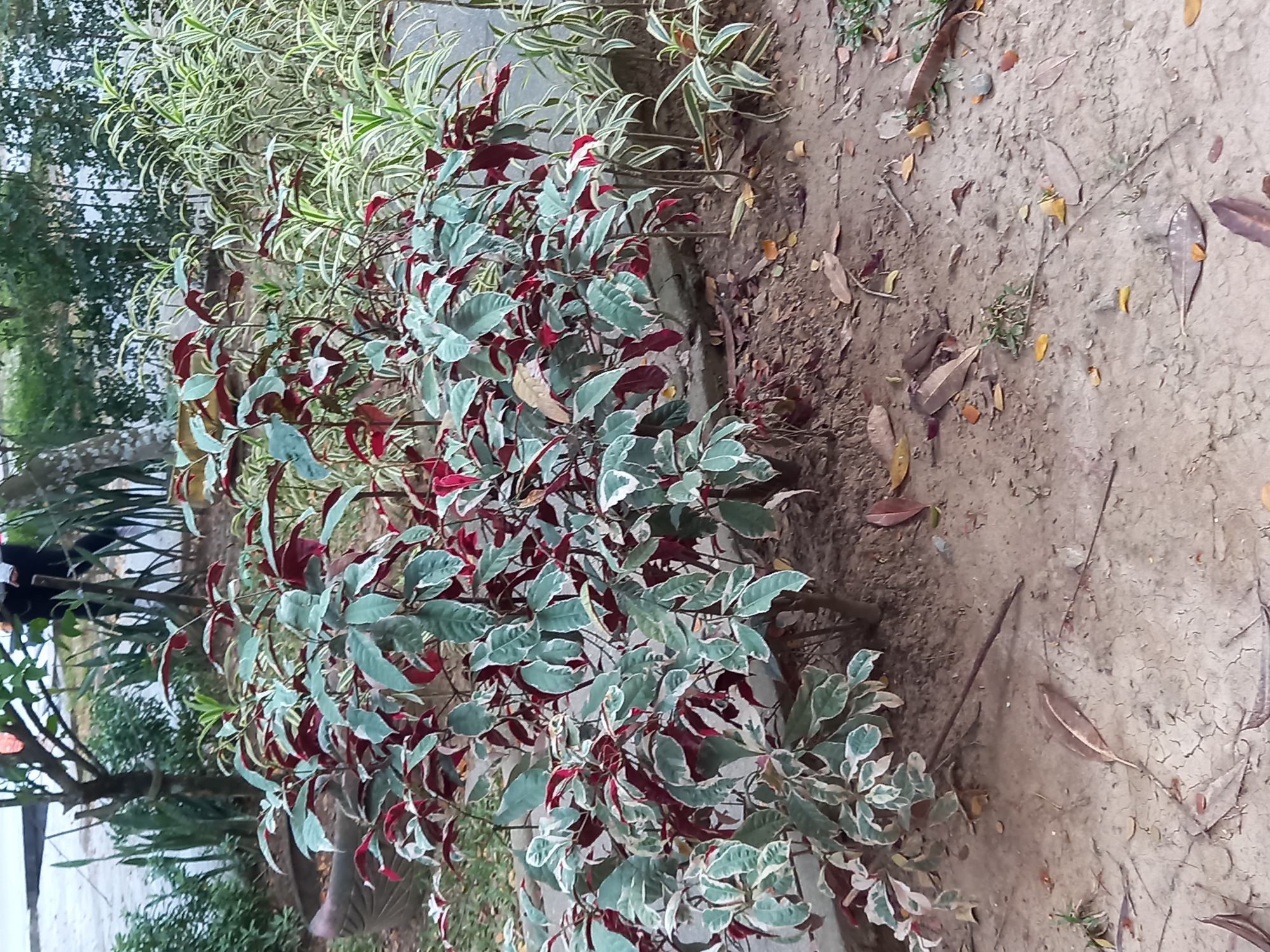 A low-angle, medium shot captures a plant with variegated leaves, featuring green, white, and deep red hues, in an outdoor environment. The plant is situated on dry, cracked soil dotted with scattered dry leaves and small twigs. In the background, a concrete border separates the immediate planting area from a bed of thin, vertically striped green and white foliage. Beyond this, blurred greenery suggests more vegetation. To the left, the base of a tree trunk is visible, and further back, partially obscured figures, one wearing white leggings, can be seen amidst more foliage and what appears to be a decorative pot. The scene is likely a garden or park area within Samarinda, Indonesia, given the lush vegetation typical of the region.