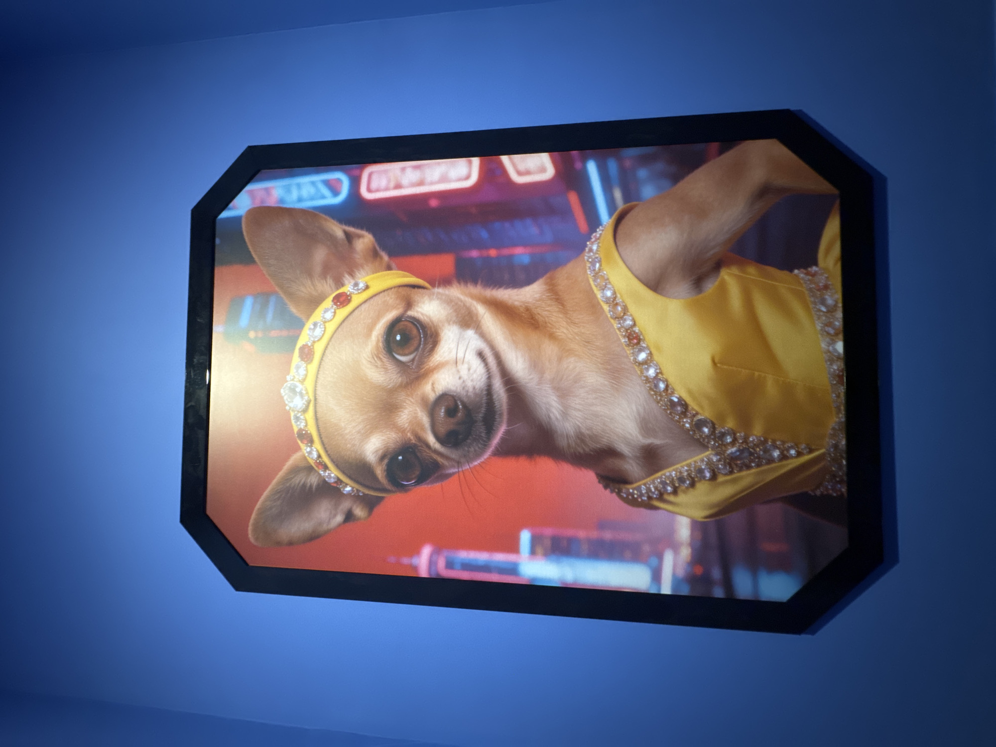 A framed photograph of a chihuahua wearing a bejeweled headband and yellow dress is mounted on a blue wall. The chihuahua is slightly tilted with a playful expression. The background of the photograph features blurred neon lights and other objects, possibly indicative of a city scene. There is no specific evidence in the image to place the photograph in Varna, Bulgaria.