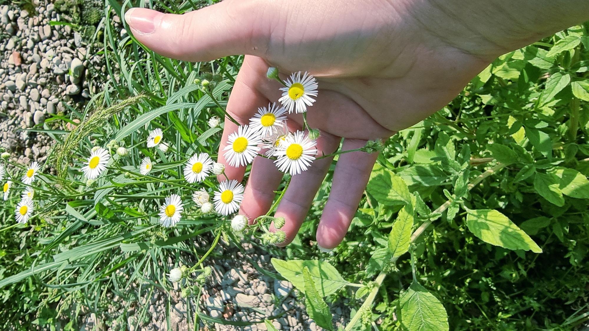 A human hand, with a light skin tone and visible fingernails, is positioned in the foreground, partially obscuring a cluster of small white and yellow wildflowers. The flowers are delicate, with thin white petals radiating from yellow centers, and are growing amidst green foliage and some small, grayish pebbles. The background is a blur of green leaves and more pebbles, suggesting an outdoor, possibly natural setting. The image appears to be taken in Llocalou, Spain.