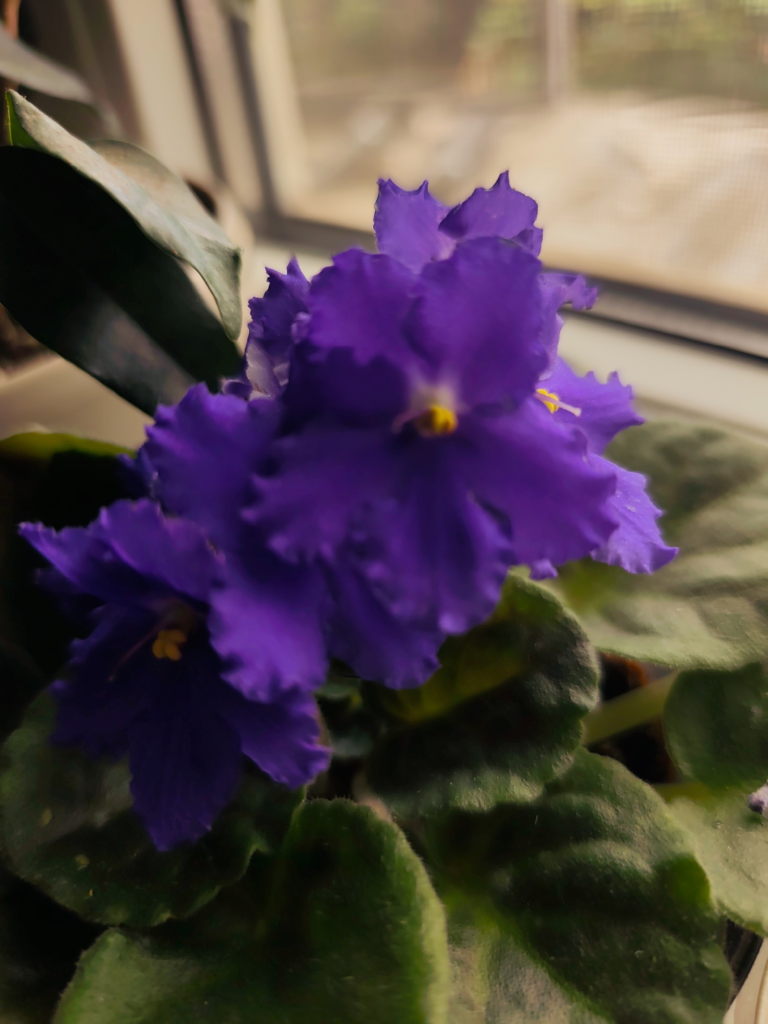 The image shows a close-up of several vibrant purple African violets with fuzzy green leaves. The flowers are in full bloom, with delicate, ruffled petals and yellow centers. The leaves are broad and velvety, with a slightly curled texture. The background is blurred, suggesting the plants are indoors, possibly on a windowsill, with diffused light filtering through a window. The overall impression is one of lush, natural beauty. The image is undated and provides no information about the location in Durlesti, Moldova.