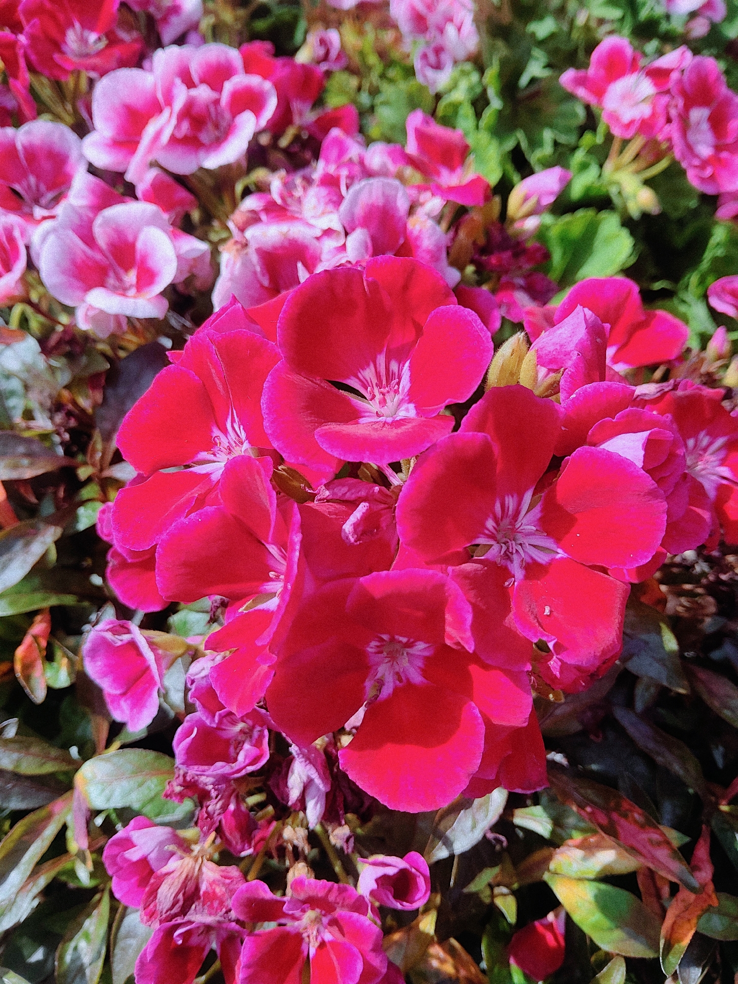 This is a close-up, top-down, eye-level shot of a dense cluster of bright pink and fuchsia flowers, likely geraniums, in full bloom. The petals are vibrant and show intricate veining in lighter shades of pink and white at their centers. Some of the flowers are fully open, revealing their delicate stamens, while others are in various stages of budding or wilting. The leaves are a mix of deep green and reddish-brown, suggesting a natural environment. The lighting appears to be natural sunlight, creating strong highlights and shadows that emphasize the textures of the petals and foliage. The background is softly blurred, focusing all attention on the flowers. The image does not contain any people, animals, or identifiable man-made objects. There is no information available within the image to suggest a specific location within Kharkiv, Ukraine.