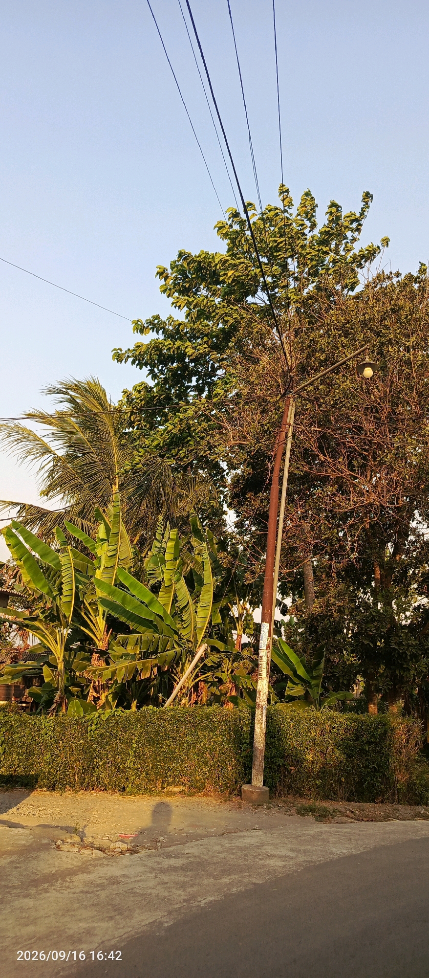 The image captures a street scene in Jeblog, Indonesia, under a clear, pale blue sky, likely during late afternoon given the warm lighting. A prominent utility pole stands near the center of the frame, its weathered surface marked with stickers. Overhead, dark electrical wires crisscross the sky, casting faint lines against the horizon.
To the left of the pole, lush green banana plants with their broad leaves dominate the mid-ground, interspersed with palm fronds that appear to be rustling in the breeze. Behind these, a large tree with dense, green foliage rises. To the right of the pole, a tree with sparser, more exposed branches is visible, some appearing dry or dormant. A single, spherical light fixture is attached to this tree.
In the foreground, a neatly trimmed green hedge forms a boundary. The ground in front of the hedge consists of a rough, uneven surface that transitions into a paved road on the right. The road shows signs of wear, including a noticeable pothole. A shadow, presumably cast by a person or object outside the frame, falls across the uneven ground. The date and time "2026/09/16 16:42" are imprinted on the bottom left corner of the image.