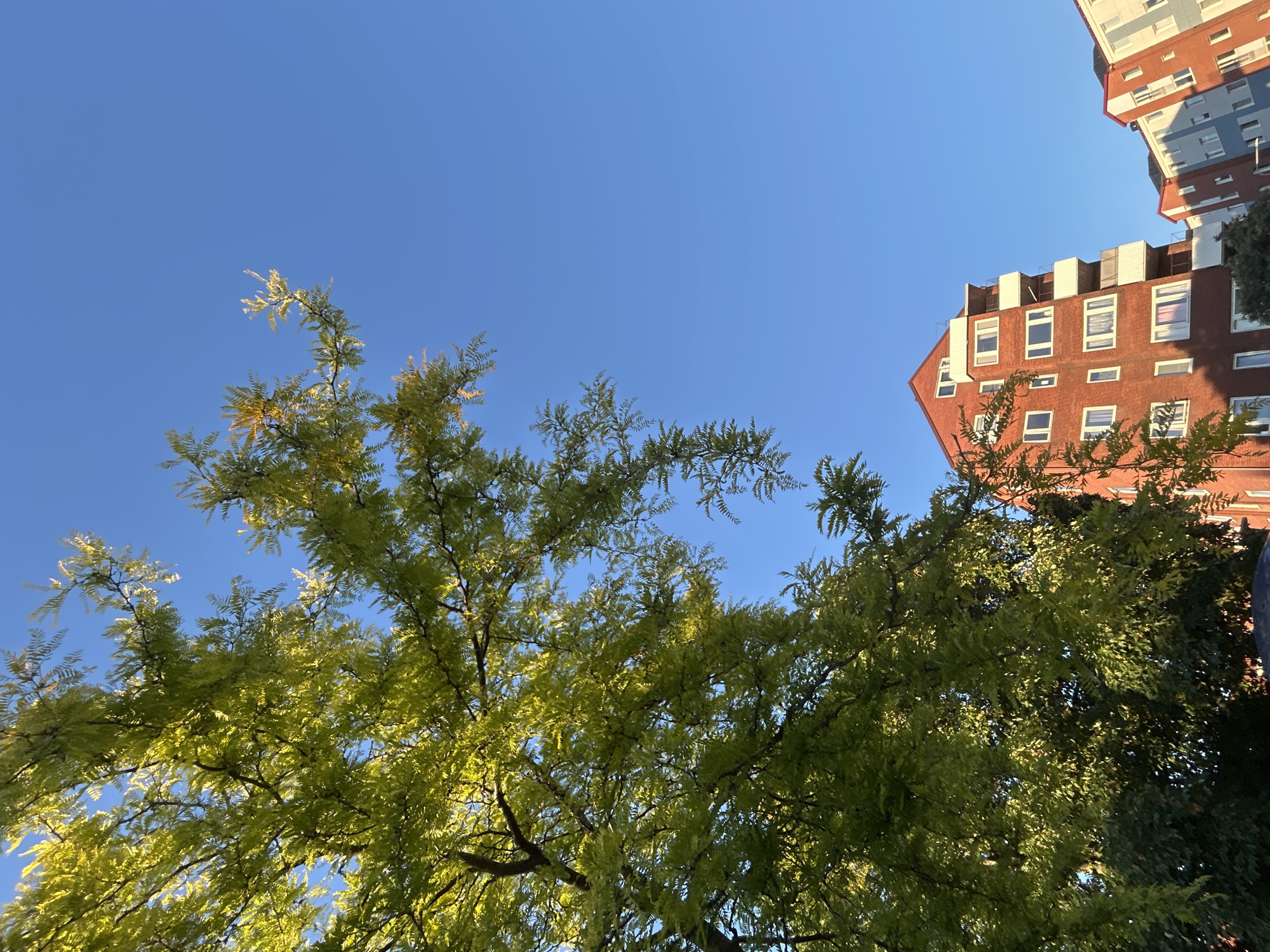 The image shows an outdoor scene on a clear day with a bright blue sky. In the foreground and left side of the frame, there is a tree with vibrant green leaves, backlit by the sun. The branches of the tree extend towards the upper right of the image. On the right side of the image, there are modern apartment buildings. The closest building is a red brick structure with multiple floors, white balconies, and numerous windows. To the right of the red building, another apartment building with sections of blue and white siding is visible. The buildings appear to be situated in a residential area. The image was taken in Helsingborg, Sweden. There are no people visible in the frame.