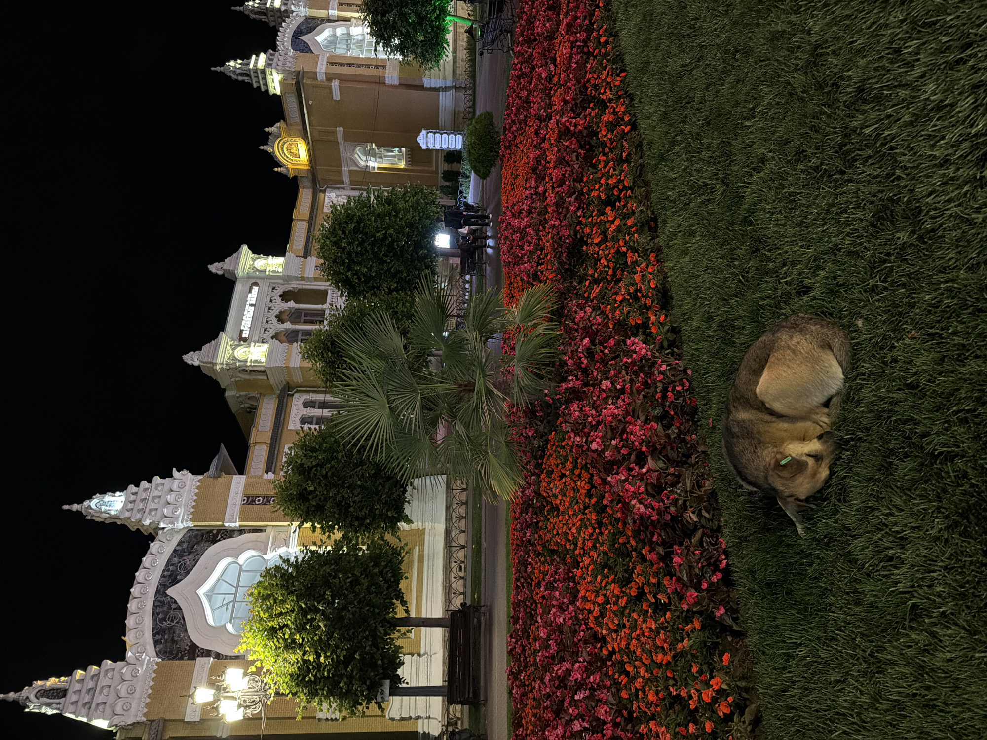 This is a night photograph of a building in Kislovodsk, Russia, identified as the Narzan Gallery. The building, with its ornate yellow and white facade, features distinctive architectural elements like arched windows and decorative turrets, illuminated by artificial lights. In front of the building, a vibrant flower bed is filled with red and pink flowers, creating a stark contrast against the dark night sky. To the right of the flower bed, a dog sleeps on a neatly mowed green lawn. Several trees and benches are visible in the background, with a pathway running behind the flower bed. A lamppost with multiple lights is positioned to the left of the frame, further illuminating the scene.