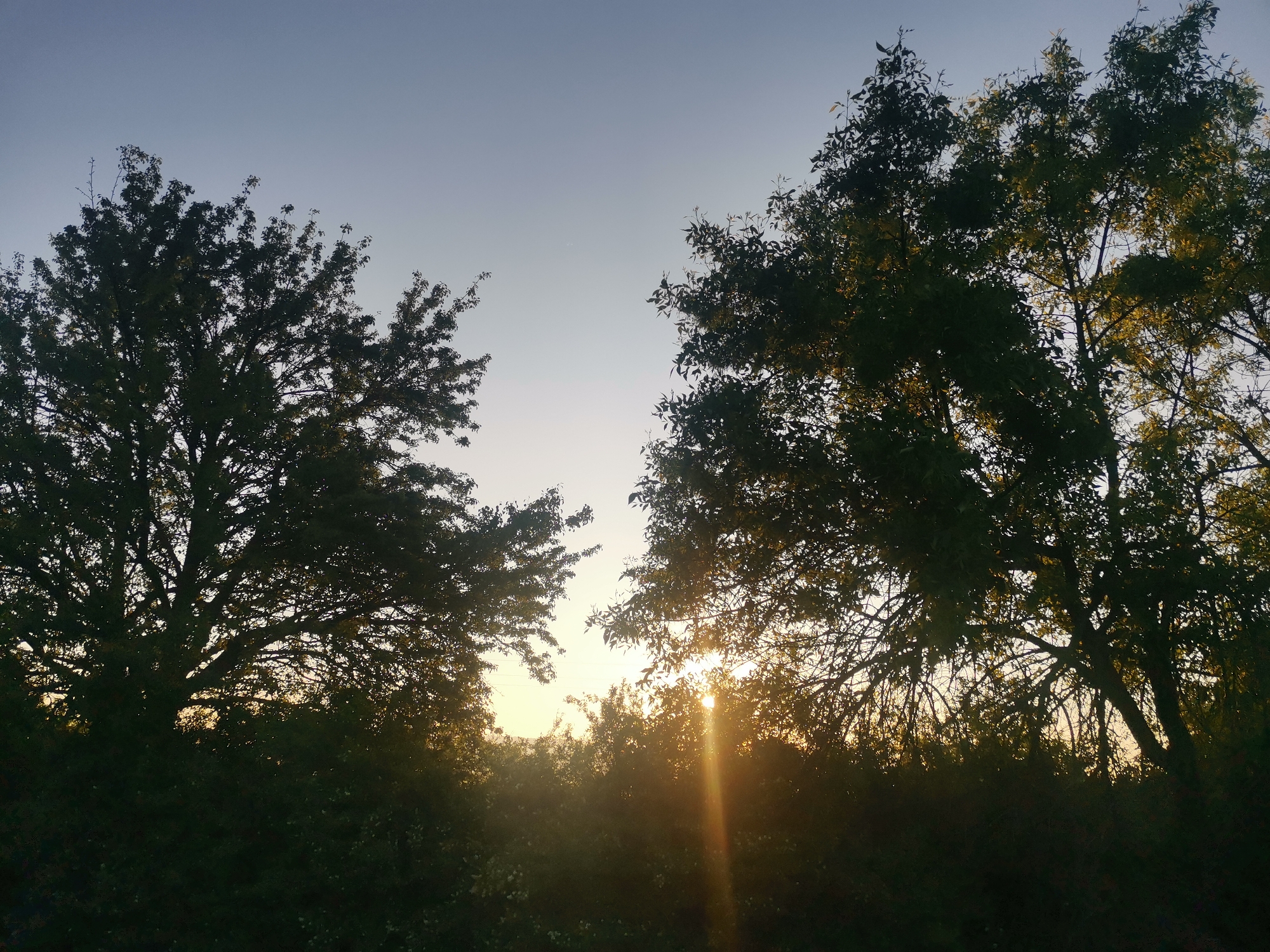 The image displays a natural landscape scene, likely captured during either sunrise or sunset in Zhivkovo, Bulgaria. Two prominent, large trees, dense with foliage, frame the composition on the left and right, their forms appearing as dark silhouettes against the bright sky. Smaller bushes and trees are visible in the foreground, also largely in shadow, creating a dark base across the lower portion of the image.
The most notable feature is the sun, positioned low in the center, partially obscured by the foreground foliage. It emits powerful, golden sunbeams that streak upwards and outwards, creating a strong lens flare effect and a radiant glow. This brilliant light illuminates the edges of some leaves on the right-hand tree, while the rest of the trees and vegetation remain in deep shadow, highlighting the contrast between light and dark.
The sky transitions from a luminous, pale yellow and orange hue near the horizon, where the sun is located, to a clear, soft blue-grey at the top. There are no clouds visible, indicating clear weather. No people or visible text are present in the image. The scene conveys a sense of peaceful, untamed nature, emphasizing the serene beauty of the early morning or late evening light.