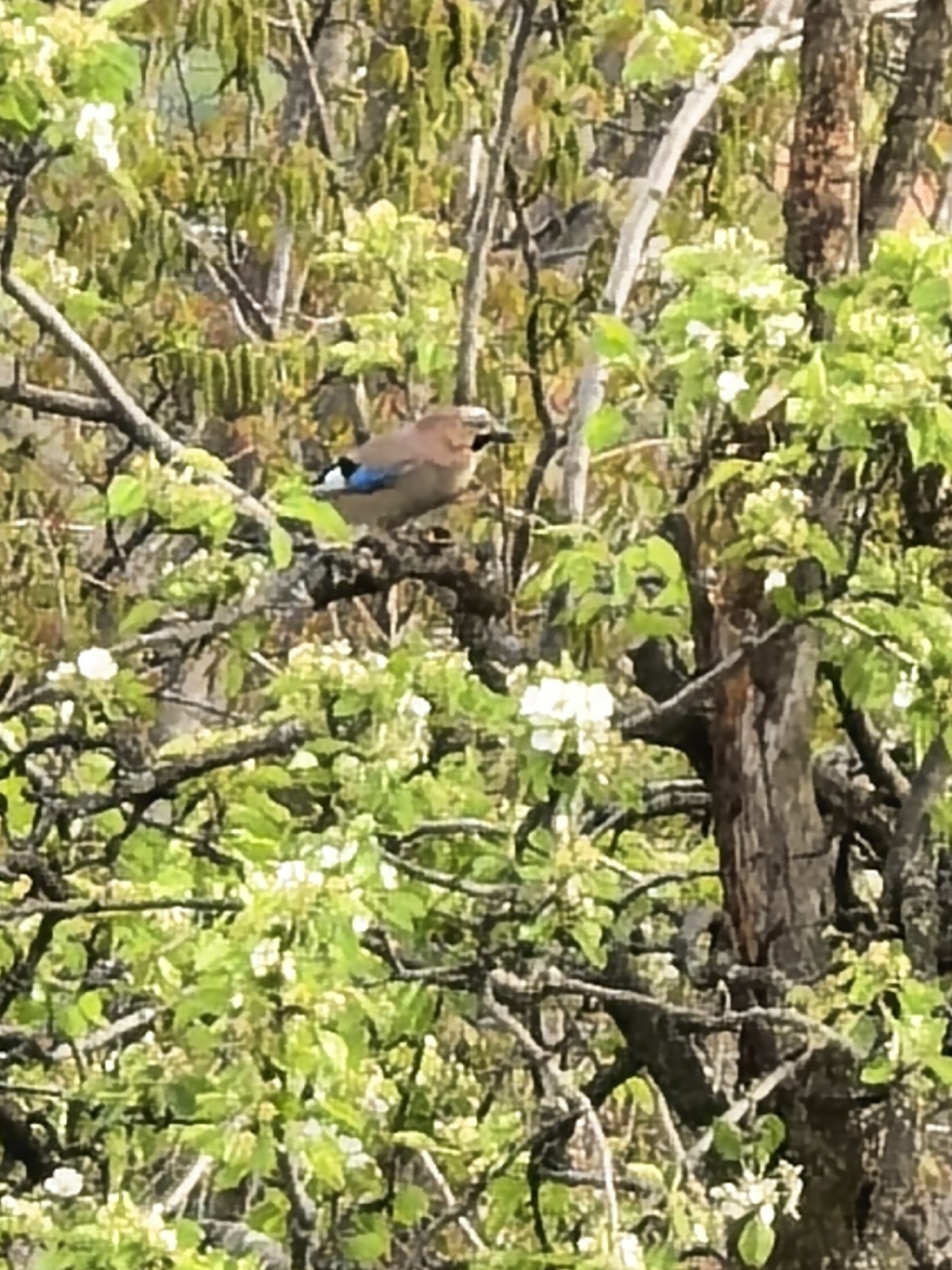 This image, taken in Sapareva Banya, Bulgaria, features a Eurasian Jay (Garrulus glandarius) perched on a tree branch. The bird is prominently visible with its light brown body, black tail, and a distinctive bright blue and black patch on its wings. It is positioned among a dense canopy of lush green leaves and numerous small white blossoms, suggesting a setting in spring or early summer.
The tree branches are dark and intricate, creating a natural camouflage for the bird. The lighting indicates a bright daytime environment, possibly sunny or mildly overcast, as there are no harsh shadows. The bird appears to be calmly observing its surroundings. The photograph has a somewhat soft focus and a slight pixelation, particularly in the background, which is characteristic of a zoomed-in shot. No specific activity other than perching is depicted, and no text is visible in the frame.