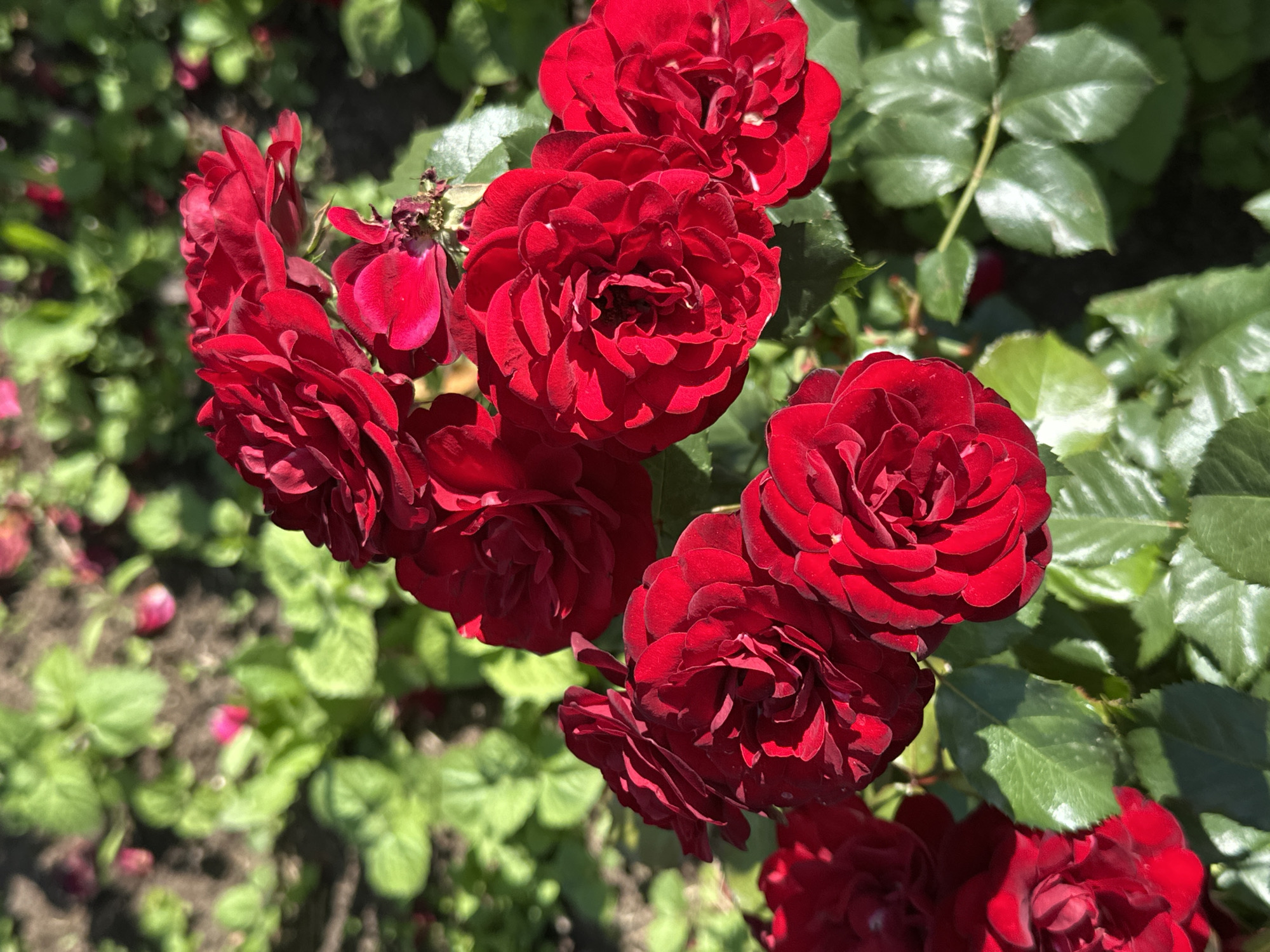 This image displays a close-up view of a cluster of deep red roses in bloom, set against a background of lush green leaves and dappled sunlight. The roses are the primary subjects, with their velvety petals intricately layered and catching the light. Some roses are fully open, revealing their complex centers, while others are in various stages of unfurling. A few rose buds are also visible, hinting at future blooms.
The setting appears to be an outdoor garden, likely a rose bush, given the abundance of foliage and the presence of multiple flowers on stems. The background is softly blurred, indicating a shallow depth of field that focuses attention on the vibrant red blossoms. The green leaves are glossy and healthy, suggesting a pleasant time of year for plant growth, possibly late spring or summer.
The lighting suggests a sunny day, with bright sunlight illuminating the petals and casting subtle shadows, creating a sense of depth and texture. The overall mood is one of natural beauty and tranquility. There is no visible text in the image. The location context of Moscow, Russia, would place this scene in a temperate climate during the warmer months when roses are in season. The image captures a moment of natural splendor, emphasizing the beauty and detail of the roses.