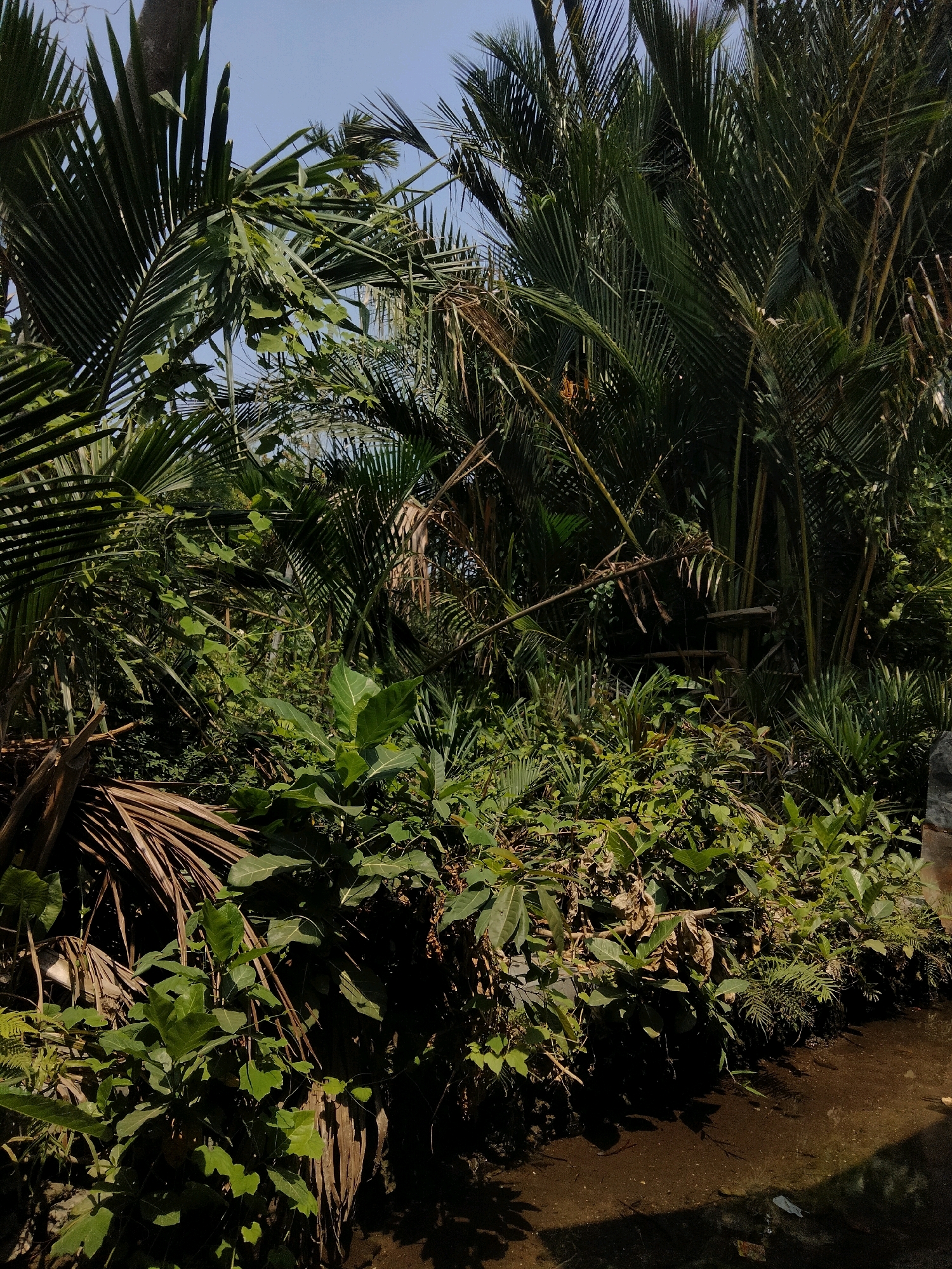 A dense, overgrown area is depicted, likely in a humid tropical environment. The scene is dominated by lush, green vegetation, including large palm fronds and various types of foliage. Dry, brown palm leaves are also visible, some lying on the ground and others still attached to plants. The vegetation is so thick that it creates a sense of a natural, untamed landscape.
In the lower right portion of the image, a body of murky, brown water is visible, suggesting the presence of a stream, canal, or pond. The water is shallow, and the bottom is discernible in some areas. Shadows from the foliage are cast upon the water's surface and the adjacent bank, indicating a bright, sunny day. The sky above is clear and blue.
The overall impression is of a secluded, natural spot, potentially on the outskirts of a populated area, given the reference to Merakurak, Indonesia. The scene suggests a place that is not heavily manicured or urbanized. There are no people or animals visible in the image. The environment appears to be a habitat for various plant species, thriving in the tropical climate. The presence of dry leaves and the unkempt nature of the vegetation hint at a natural cycle of growth and decay.