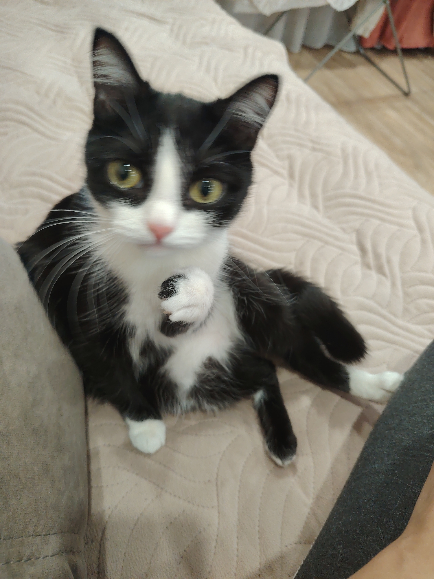 A tuxedo cat is sitting on a beige patterned surface. The cat has black and white fur, yellow eyes, and a pink nose. One paw is raised near its chest. The cat is looking directly at the camera. A gray object is visible on the right edge of the image. A piece of furniture is visible in the background.