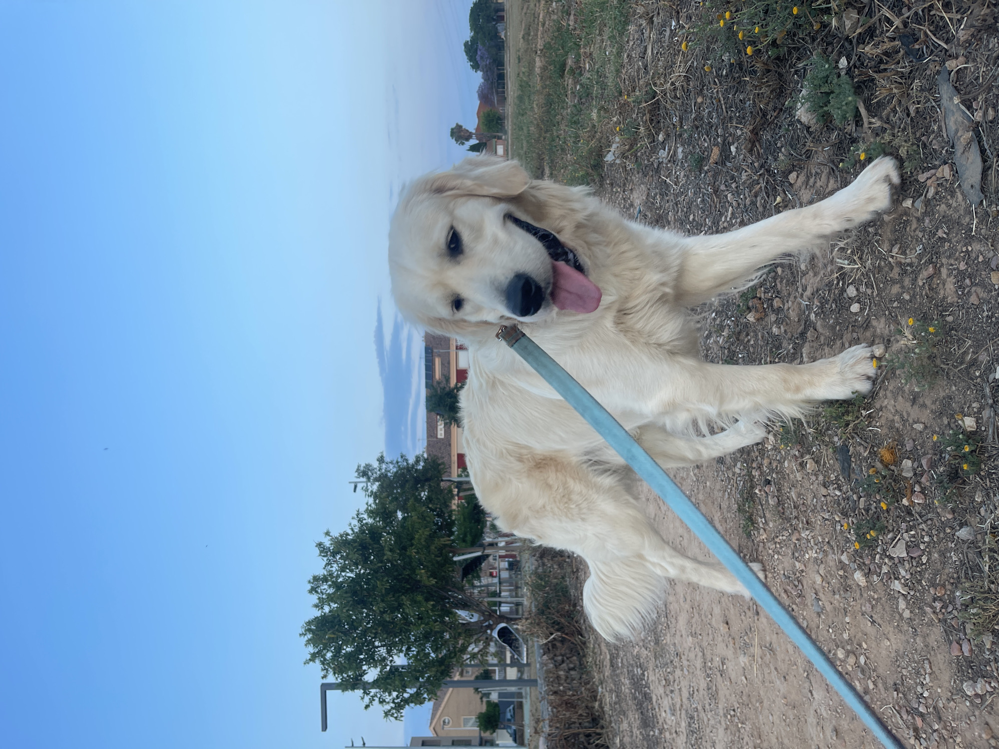 A golden retriever dog lies on a dirt ground, panting with its tongue out. It is attached to a blue leash. The background includes green grass, yellow wildflowers, trees, houses, and a blue sky. The location is Paiporta, Spain.