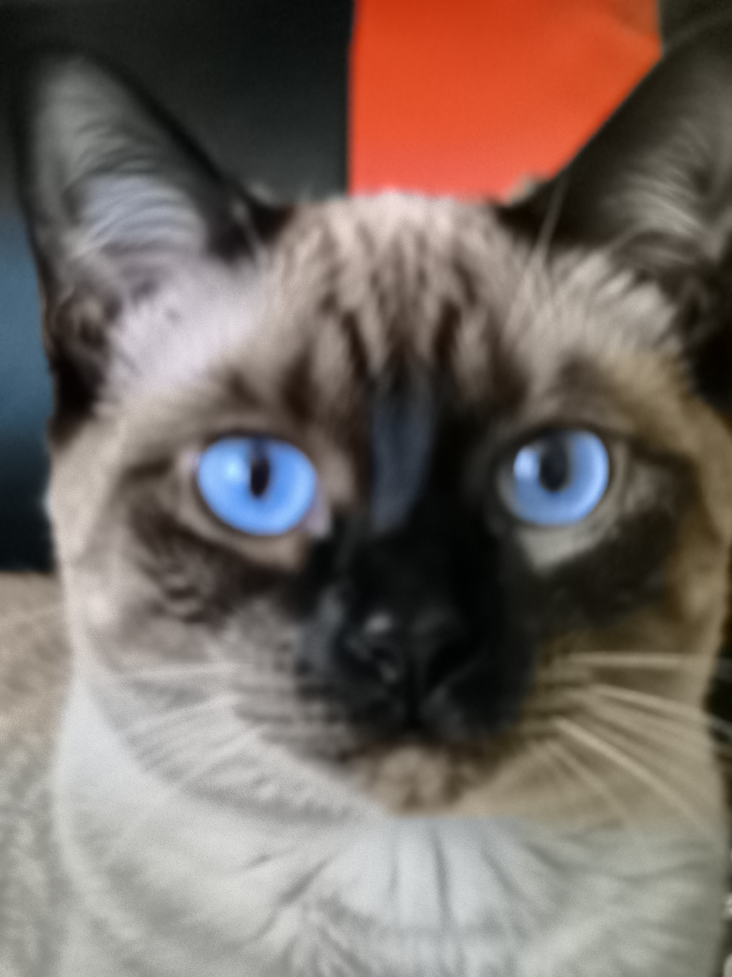 The image is a close-up, slightly blurry photograph of a Siamese cat's face. The cat has striking blue eyes, a dark mask on its face, and light brown fur with darker points. The background is out of focus, showing a split of dark gray on the left and bright orange on the right. There is no discernible location in Banjarejo, Indonesia, or any other urban setting depicted. The image focuses solely on the cat's facial features.