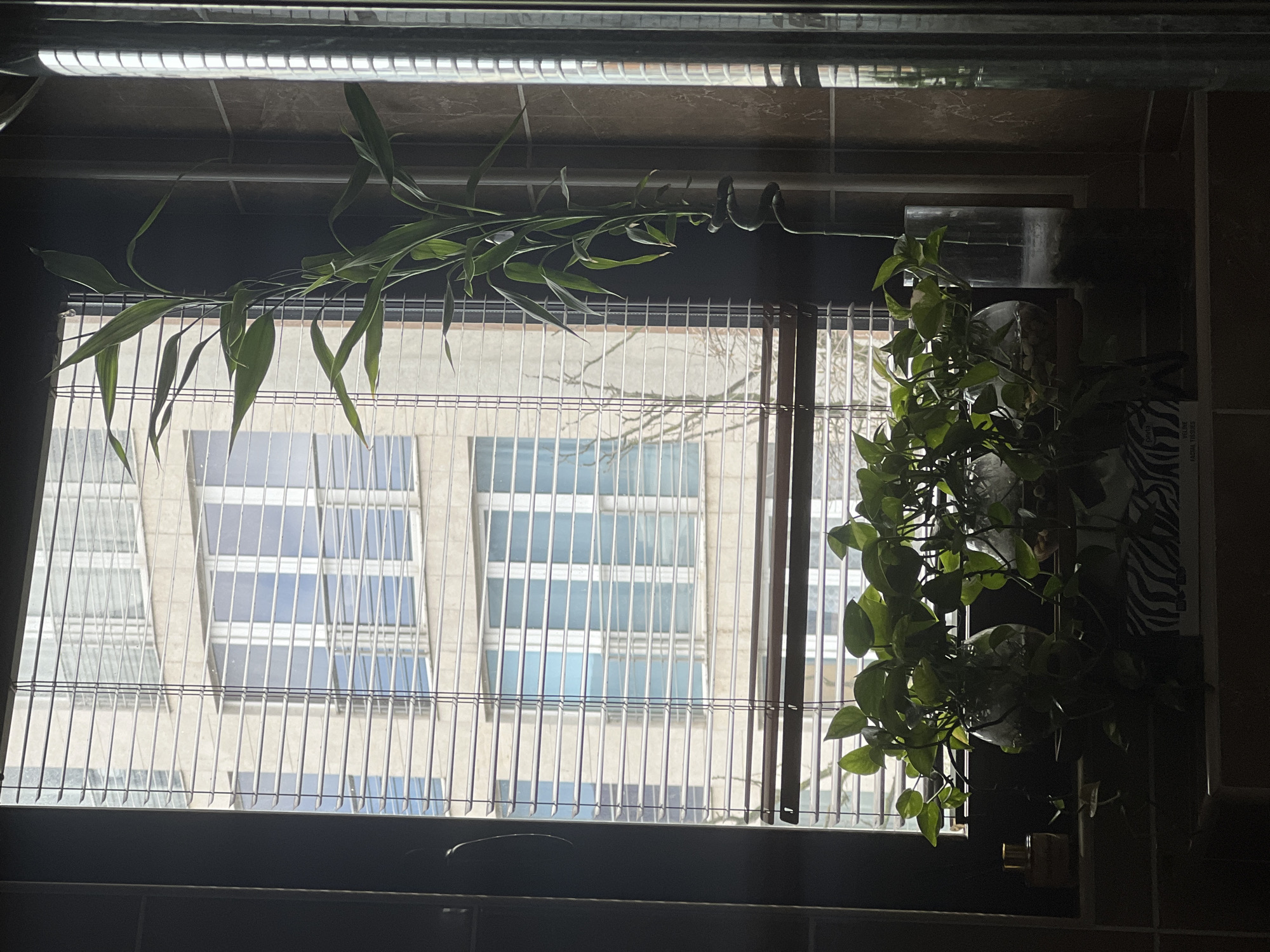 The scene depicts an interior view looking out a window in a residence within Budva, Montenegro. The window features horizontal blinds, partially tilted to admit daylight, which illuminates the interior elements. Outside, a multi-story building with a light-colored facade and numerous windows is visible, reflecting a clear blue sky. Bare tree branches are discernible through the lower section of the blinds.
Inside, the immediate foreground is darker. A dark-colored shelf or window sill runs across the bottom of the window. On this surface, several green-leafed plants, appearing to be Pothos, are arranged in clear glass vases or bowls containing water and small stones. To the left of these plants, a small, amber-colored bottle with a gold cap rests on the shelf. Partially obscured behind the plants on the right, a box with a distinctive zebra-stripe pattern is visible, likely a box of facial tissues.
To the right of the window, a tall, slender Lucky Bamboo plant with a spiraled stalk and dark green leaves extends upwards. The window is framed by dark, possibly tiled or paneled, surfaces on the left and right. Further to the right, a vertical, reflective, cylindrical object, potentially a shower column or a heating fixture, captures light and reflects its surroundings. No people are present in the image.