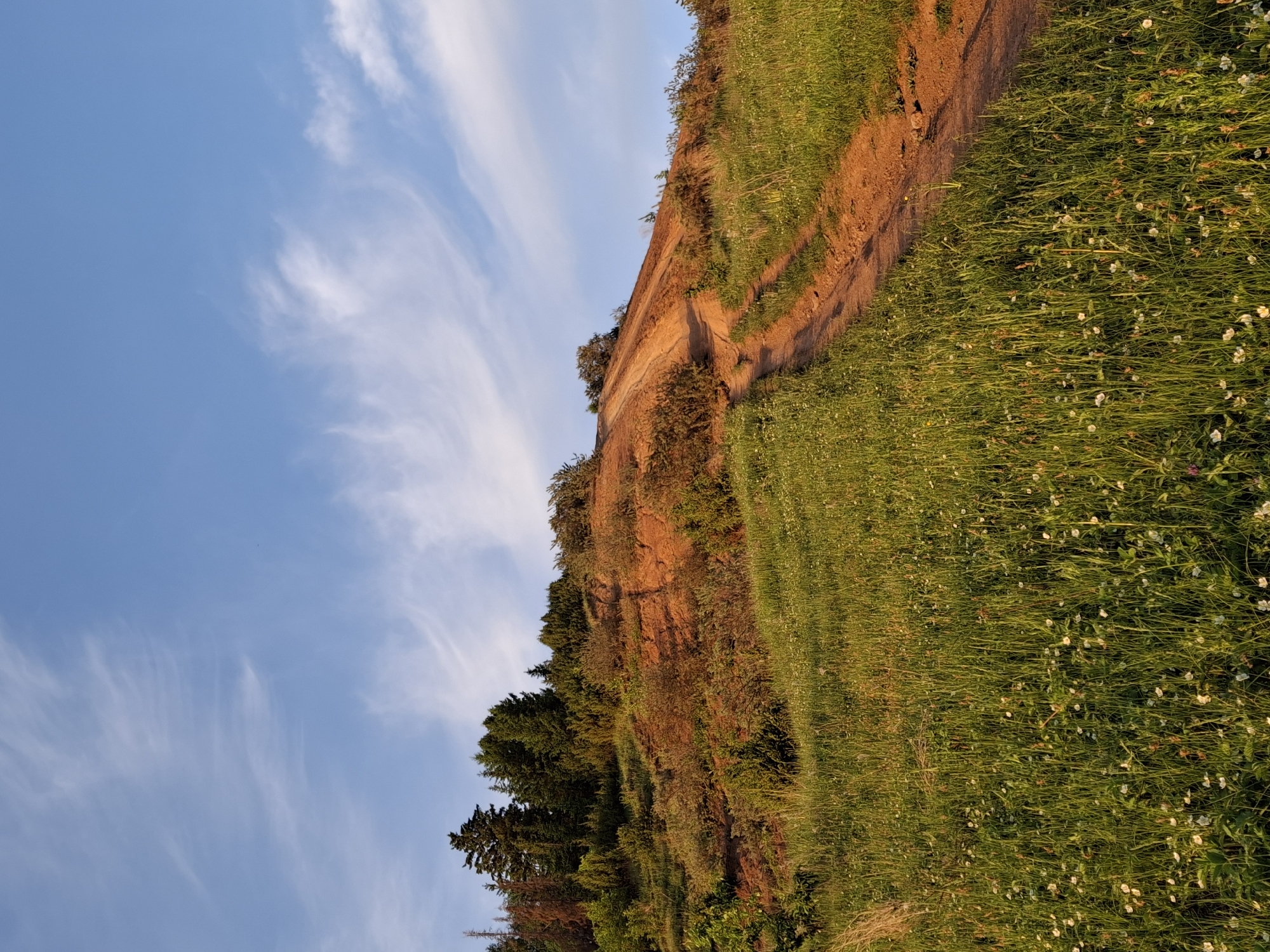 A landscape photograph shows a grassy hillside with a dirt path running along its top. The hillside is covered in green grass and small white flowers. A dirt path winds along the crest of the hill. The hillside has a reddish-brown exposed soil face, with small trees and shrubs growing along the slope. A line of larger, denser trees is visible at the base of the hill. The sky above is blue with streaks of white clouds. The photograph is taken from a slightly low angle, looking up at the hillside. The image is likely taken in a rural or semi-rural area, such as the city of Ольховка, Russia, given the natural landscape.