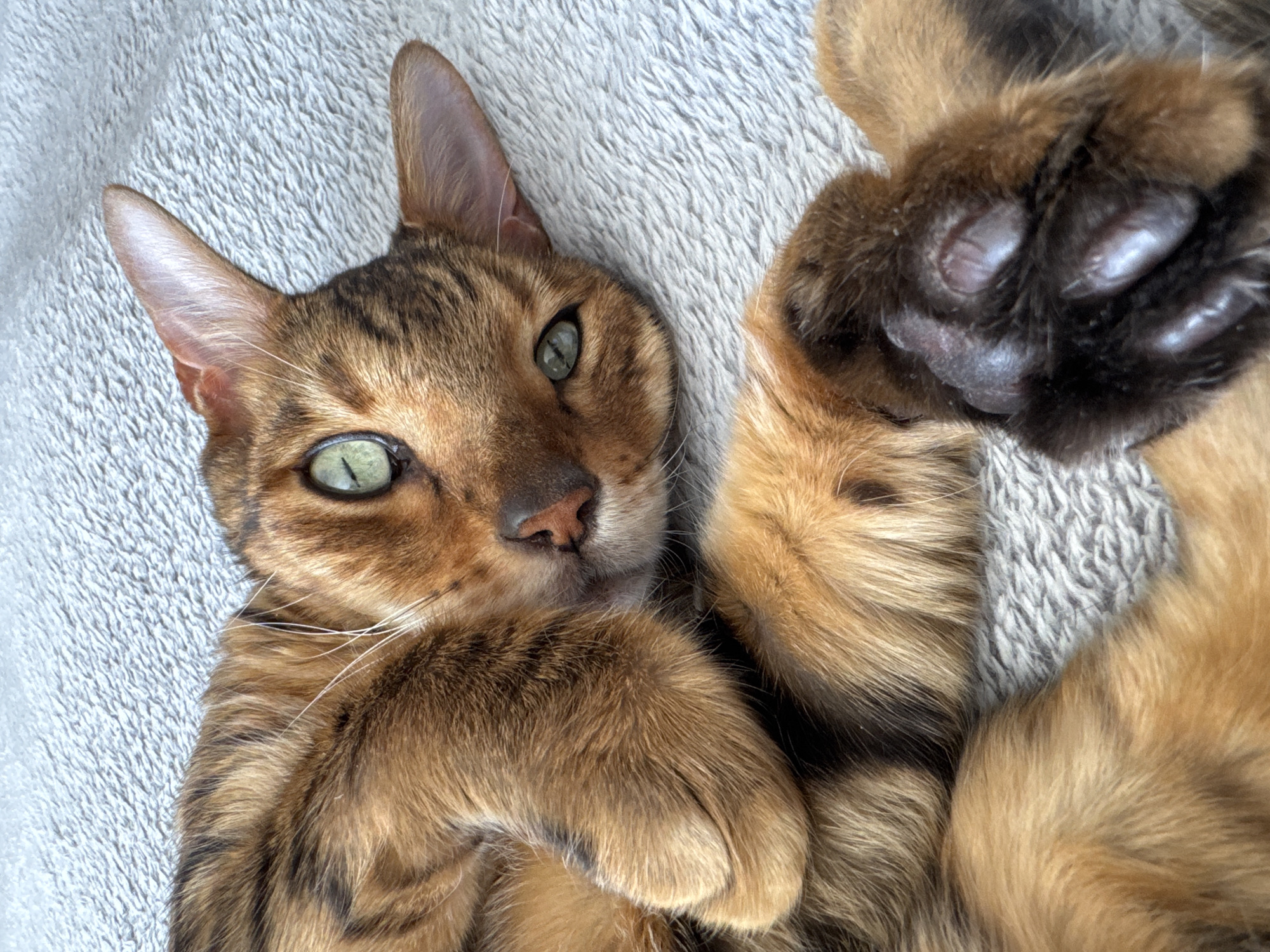 A Bengal cat with green eyes and golden-brown fur with dark markings is lying on its back on a light gray, textured surface. The cat's paws are positioned near its head, with one paw prominently displaying its black pads. The background is out of focus.