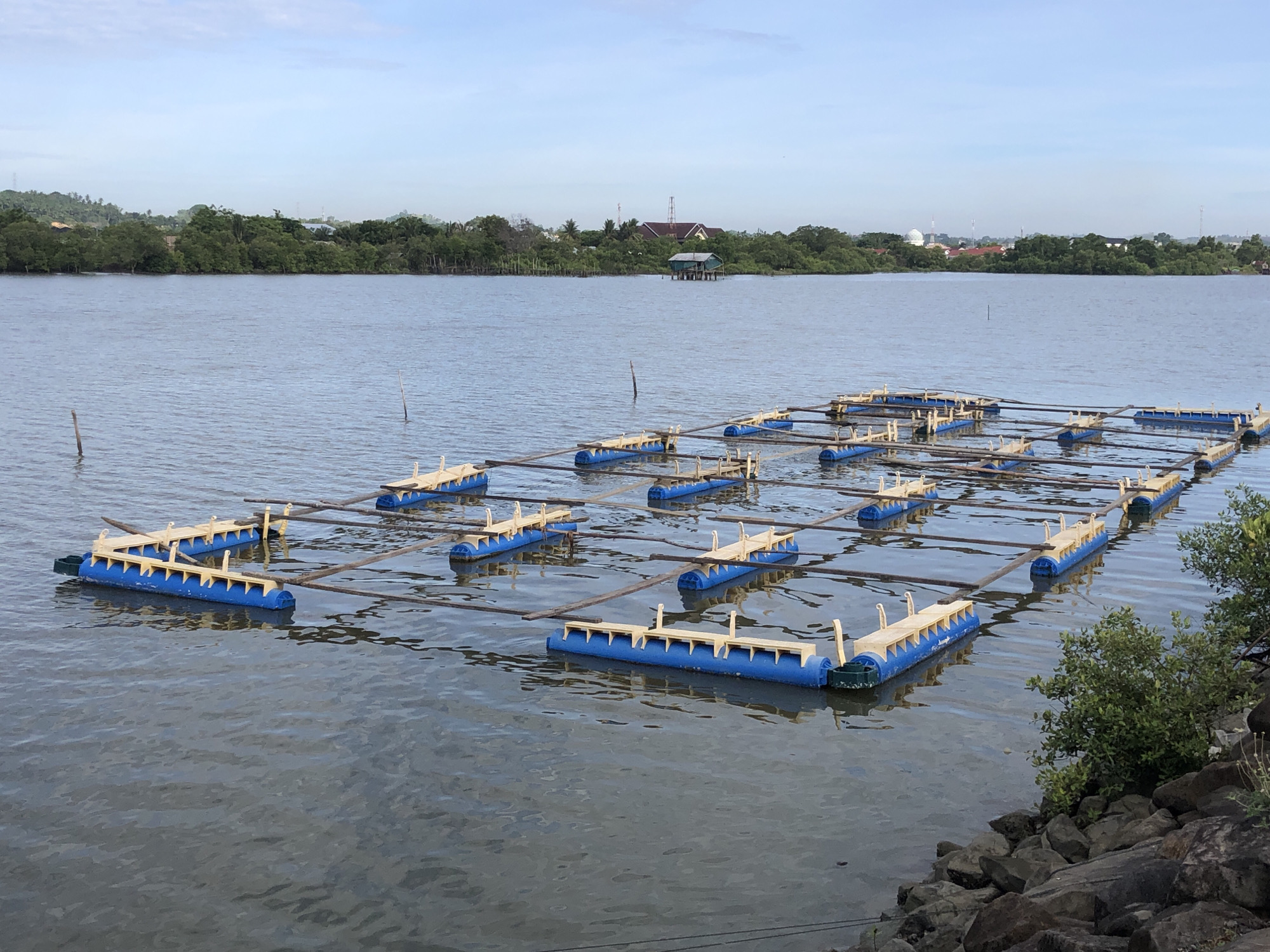The image depicts an aquaculture farm located in a body of water near the city of Lhokseumawe, Indonesia. A grid of interconnected, blue plastic pontoons floats on the water's surface. These pontoons appear to be components of fish farming structures. Wooden supports connect the pontoons, forming a network across the water. The water is calm with slight ripples visible on the surface. The foreground shows a rocky shoreline with some vegetation. In the background, a line of trees defines the opposite bank. Distant structures including buildings, towers, and what appears to be a mosque dome, are visible on the horizon. The sky is overcast with a light blue hue.