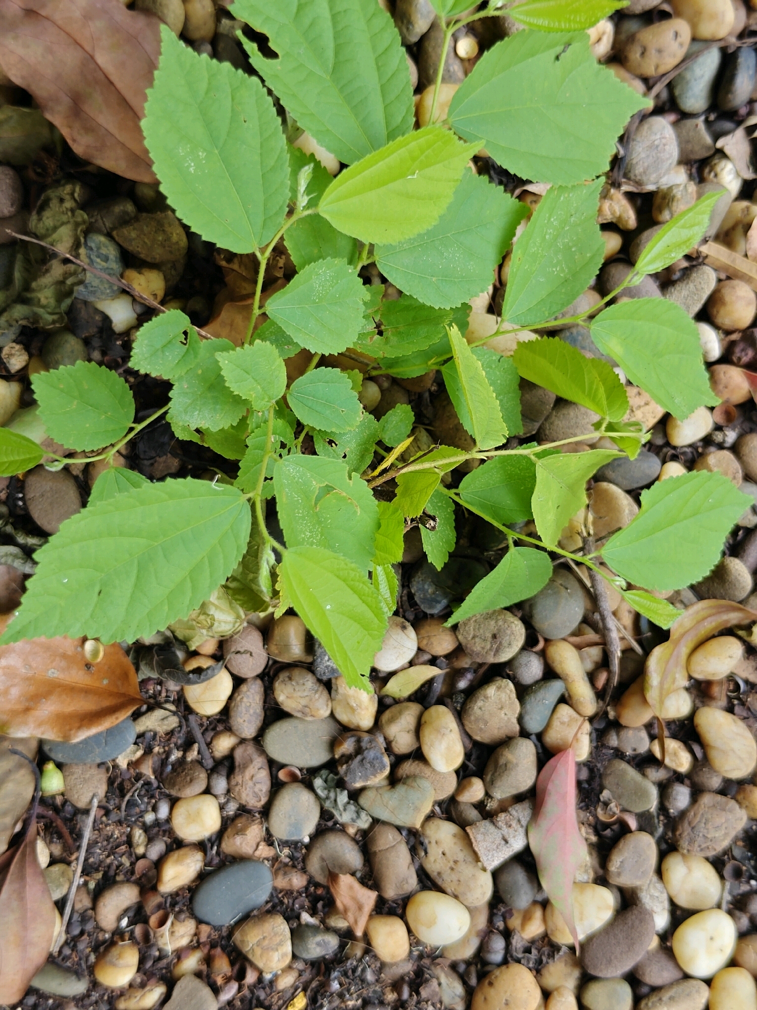 A close-up, overhead view captures a young plant with vibrant green, serrated leaves emerging from a ground covered in smooth, multicolored pebbles and fallen leaves. The plant's delicate branches reach upwards, with some leaves showing small holes. The pebbles vary in size and color, ranging from light tan to dark gray and brown, interspersed with dark soil and fragments of dried foliage. The overall scene suggests an outdoor environment, possibly a garden or park area, with the presence of natural elements like plants and stones. The image is sharp and well-lit, highlighting the textures and details of the plant and its surroundings.