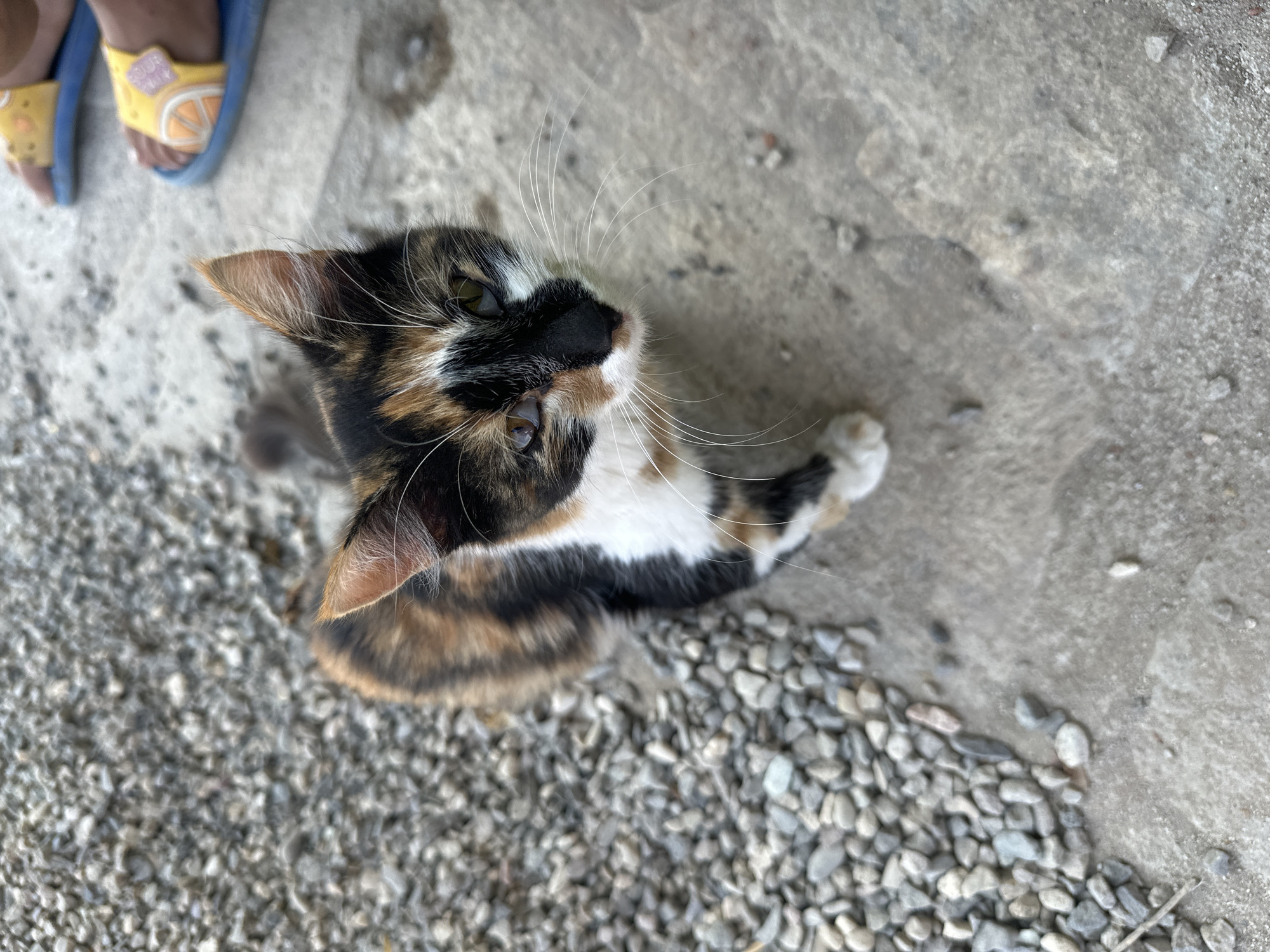 In Malevo, Bulgaria, a calico kitten with white, black, and orange markings is captured in a high-angle shot, sitting on a concrete surface. The kitten's gaze is directed upwards and slightly to the right. To the left of the kitten, a patch of small, gray gravel is visible. In the upper right corner of the frame, a pair of blue flip-flops with yellow insoles are present, indicating the presence of at least one person. The overall environment appears to be outdoors.