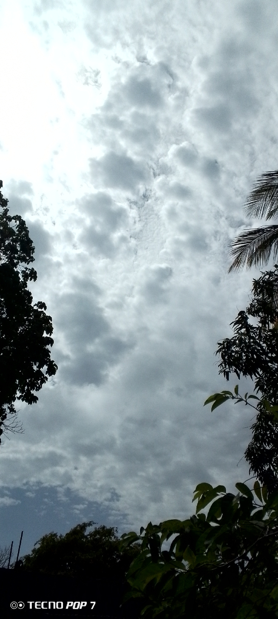 This is a low-angle, full-frame shot of a cloudy sky with silhouetted trees in the foreground. The sky is filled with various shades of gray clouds, with lighter patches suggesting sunlight breaking through. On the left side of the image, a dark silhouette of a leafy tree extends from the left edge upwards. On the right side, the fronds of a palm tree are visible against the sky, and further down, the dark silhouette of another leafy tree is present. The bottom of the image shows a darker silhouette of trees and foliage, with a faint blue sky visible through some gaps. In the bottom left corner, a watermark reads "TECNO POP 7". The overall impression is of an overcast day. This scene could be from any outdoor location, and no specific details within the image itself indicate a location in Altagracia, Venezuela.