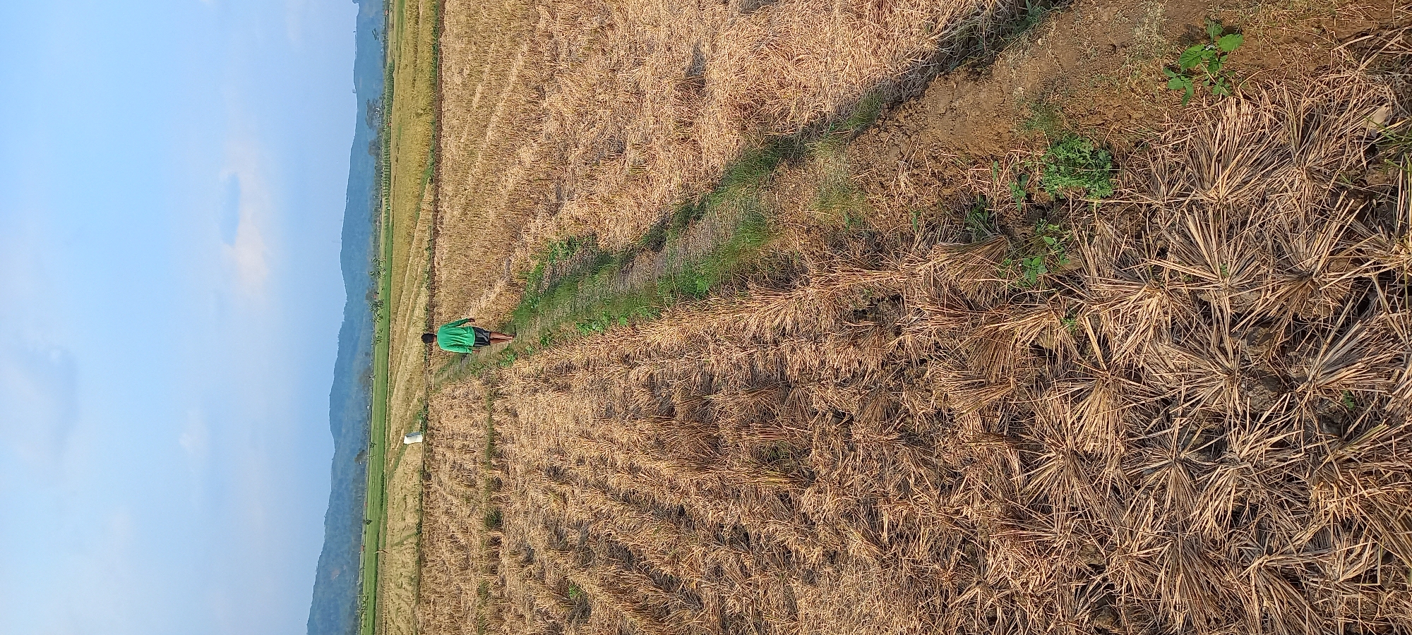 The image depicts a rural landscape in Sidamulya, Indonesia, characterized by a harvested rice field under a clear sky with scattered clouds. A solitary individual, a young male wearing a green t-shirt and dark shorts, walks away from the camera down a narrow, grassy path that bisects the field. The field itself is covered with dry, golden-brown rice straw arranged in neat rows, indicating recent harvesting. In the mid-ground, a white, cylindrical object, possibly a marker or a small structure, is visible. Beyond the field, rolling hills create a distant backdrop, with vegetation and trees dotting the landscape. The overall scene conveys a sense of agricultural activity and the natural beauty of the Indonesian countryside.