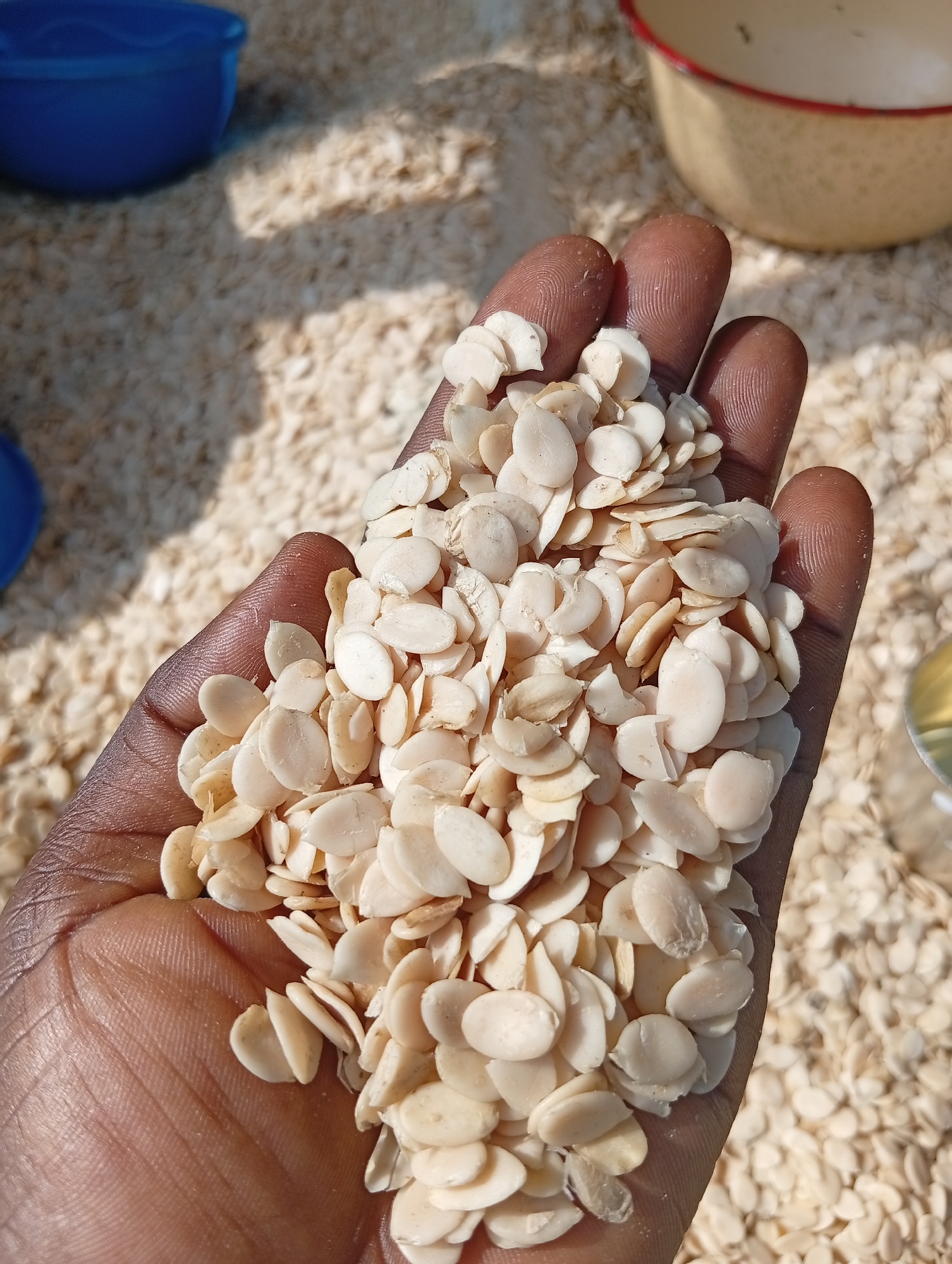 In Jalingo, Nigeria, a dark-skinned hand holds a pile of light-colored, oval-shaped seeds. The hand is positioned in the foreground, filling the majority of the frame. The seeds are dry and appear to be intact, with some having slight imperfections. In the background, a light-colored, granular substance covers the ground, likely also seeds or a similar agricultural material. To the left of the hand, a blue bowl is visible, partially out of focus. To the upper right, a yellow and red bowl is also present, similarly blurred. The lighting suggests an outdoor setting, possibly during daytime, with shadows casting on the ground.