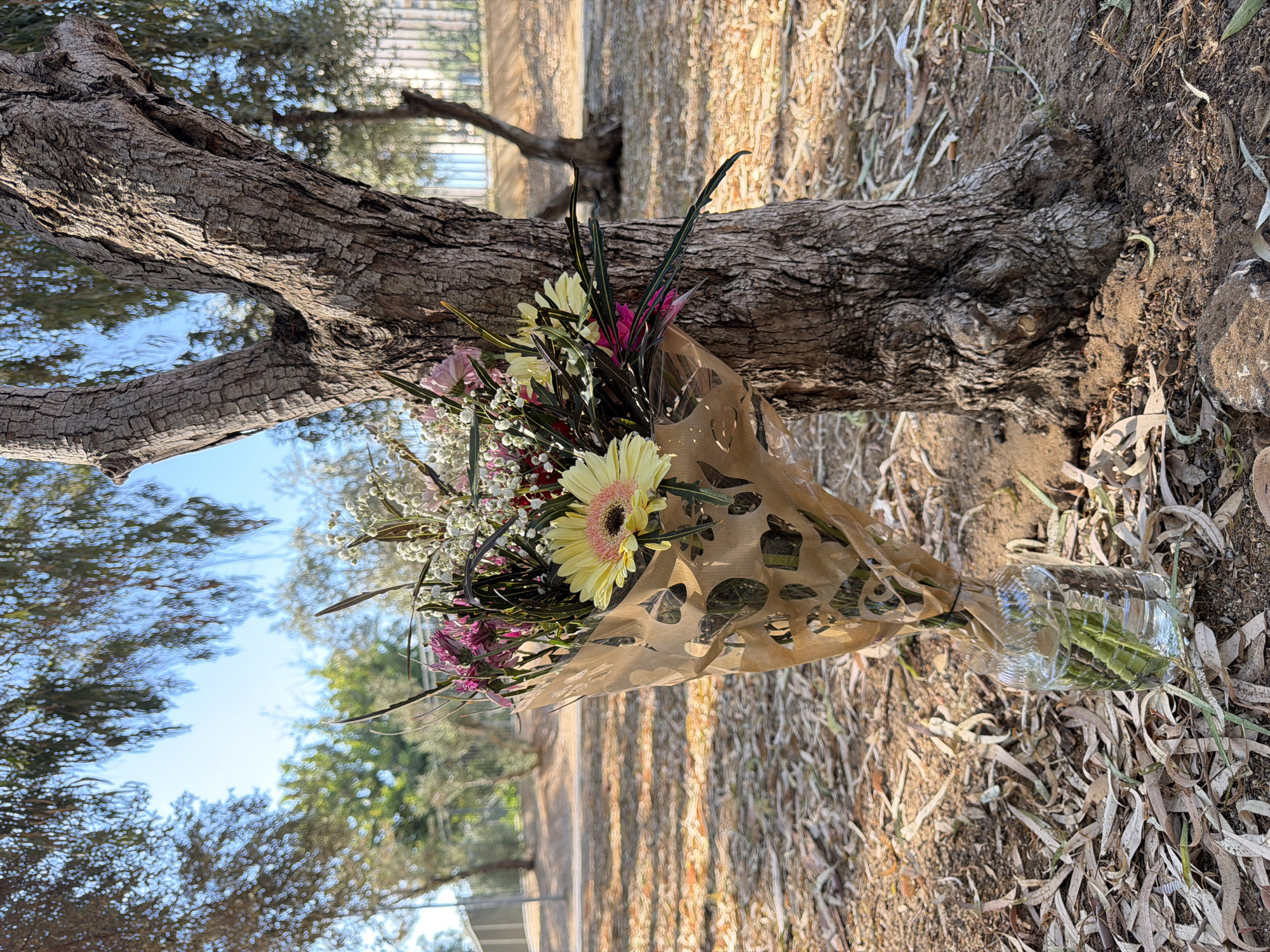 A bouquet of flowers, wrapped in brown paper with a cut-out pattern, is placed at the base of a large, gnarled tree. The flowers are a mix of colors, including yellow, pink, and purple, with some delicate white filler flowers. The bouquet is resting in a clear plastic water tube, also lying on the ground.
The tree appears to be old, with rough, textured bark. Its branches extend upwards and outwards, with some dappled sunlight filtering through the leaves. The surrounding ground is covered in dry leaves and dirt, suggesting an outdoor, possibly natural setting. In the background, out-of-focus trees and a bright blue sky are visible. The overall impression is one of a memorial or a tribute left in a quiet, outdoor space. The time of day appears to be daytime, with warm sunlight illuminating the scene. There is no visible text in the image. The context of Rishon LeZion, Israel, suggests this is a location within that city.