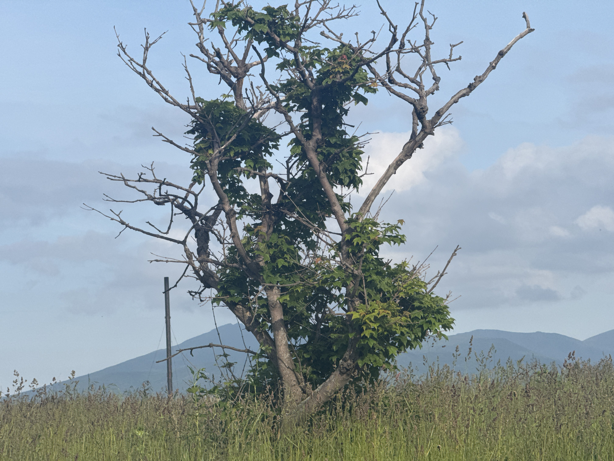 The image depicts a medium shot of a lone, partially leafed tree standing in a grassy field, with a hilly landscape and a cloudy sky in the background. The tree has a thick trunk that branches out into numerous limbs, some of which are bare while others are covered in green leaves. The field in the foreground is filled with tall, dry grass and some scattered green vegetation. In the distance, rolling hills are visible against a pale blue sky with scattered clouds. A vertical, dark pole stands to the left of the tree, approximately mid-ground. There are no people or animals visible in the image. The scene appears to be a rural or undeveloped area, possibly on the outskirts of Kuril'sk, Russia, given the naturalistic landscape and the absence of urban infrastructure.