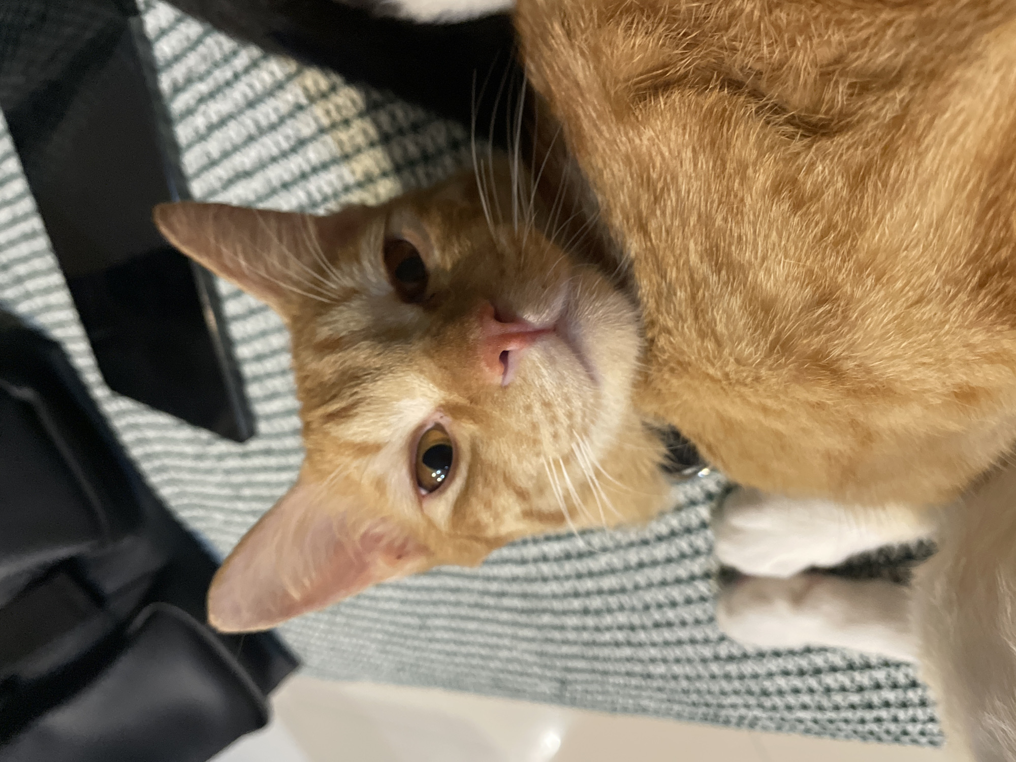 A close-up, angled shot shows an orange tabby cat lying on a grey and white striped surface. The cat's head is turned towards the camera. The cat has orange fur, a pink nose, and yellow eyes. Part of a black object is visible in the background. The location is in the city of Denpasar, Indonesia.